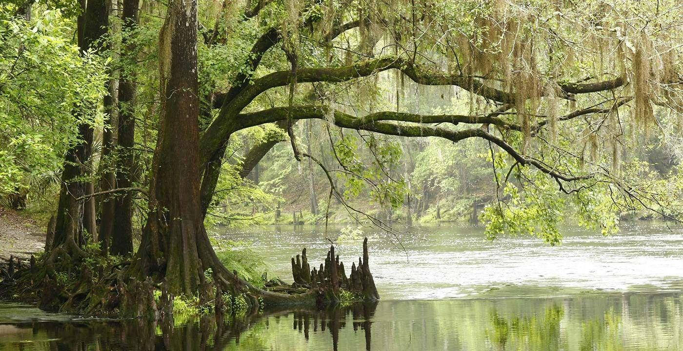 Everglades National Park, cypress trees, swamp water, HD Desktop Wallpaper