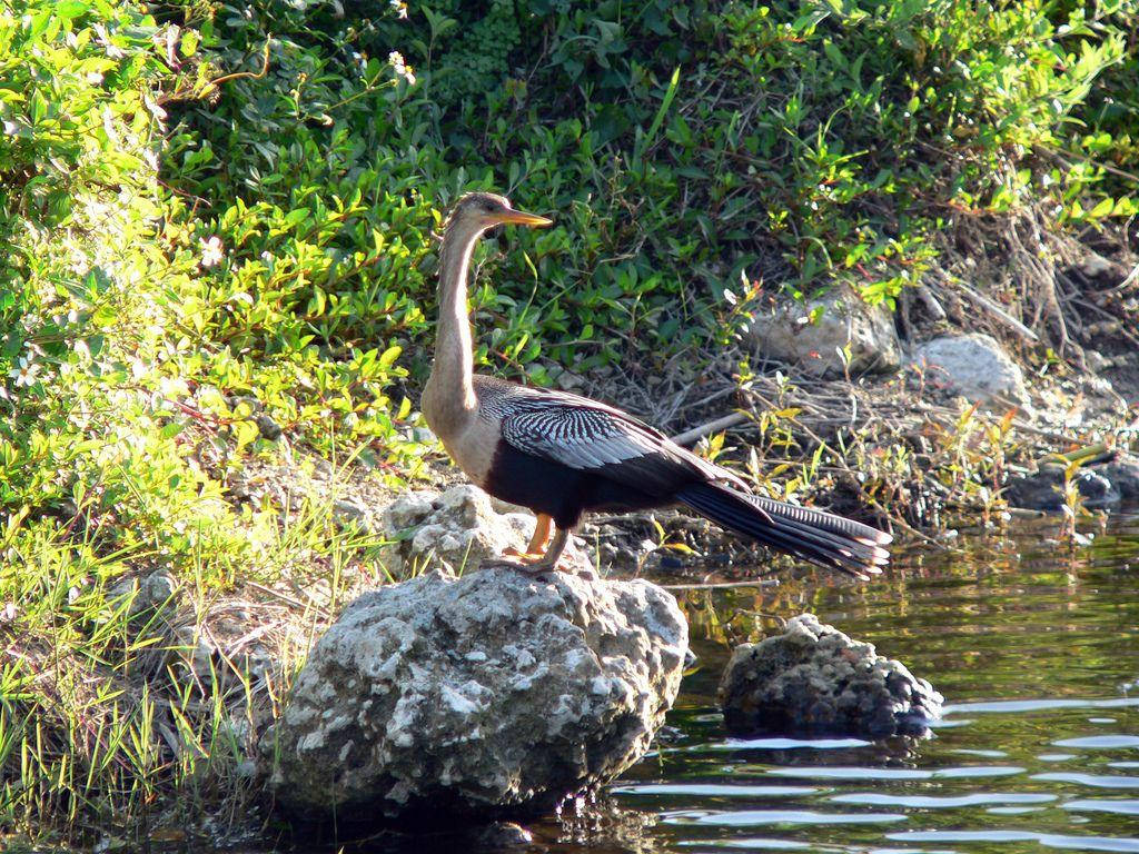 anhinga, Everglades National Park, sunlit rock, SD Desktop Wallpaper