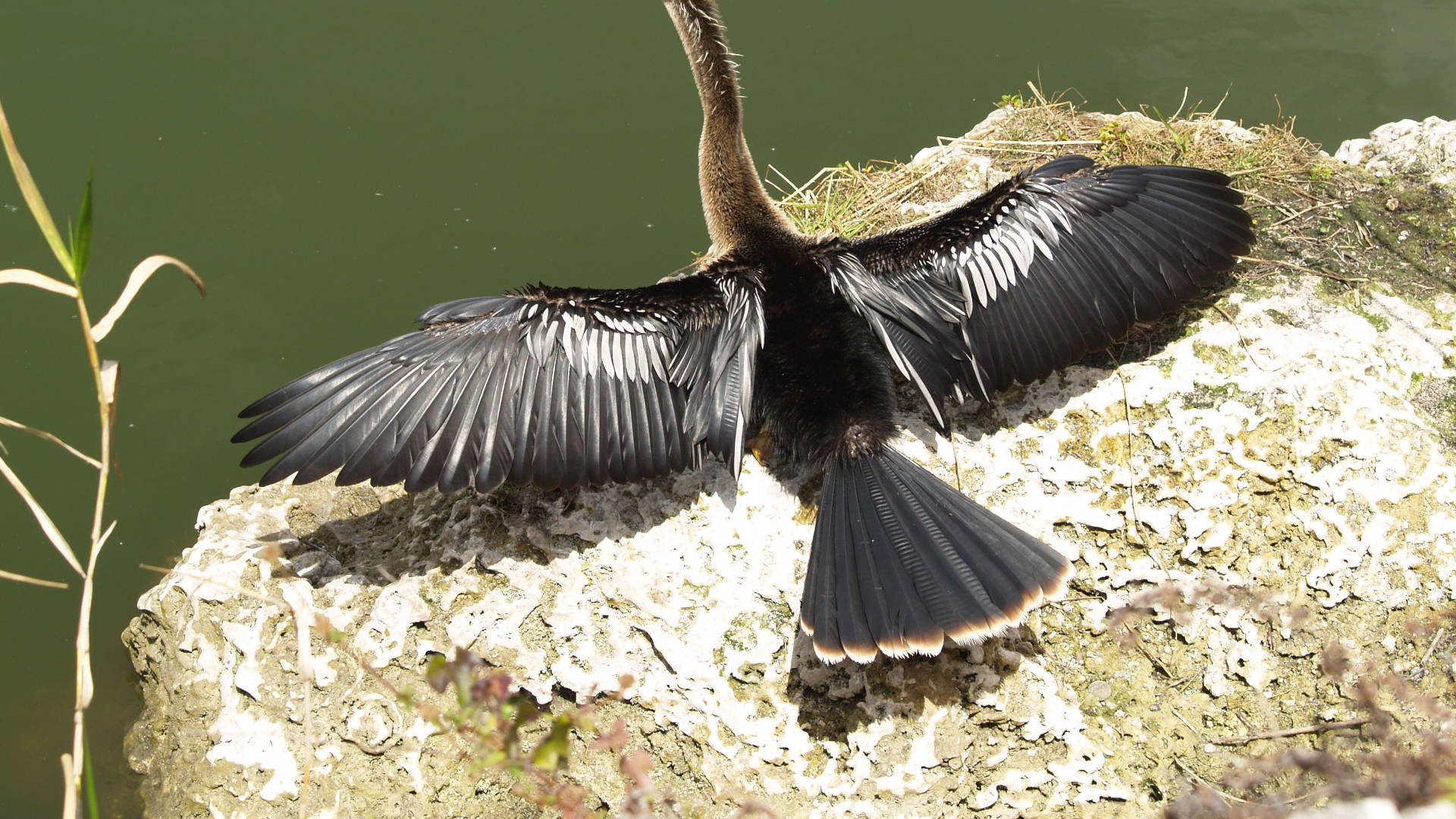 anhinga, open wings, Everglades National Park, Full HD Desktop Wallpaper