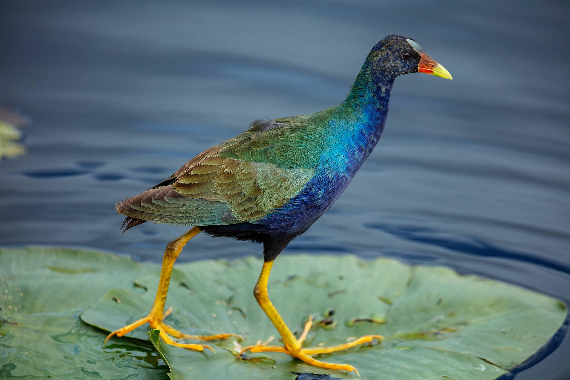 purple gallinule, Everglades National Park, yellow legs, Full HD Desktop Wallpaper