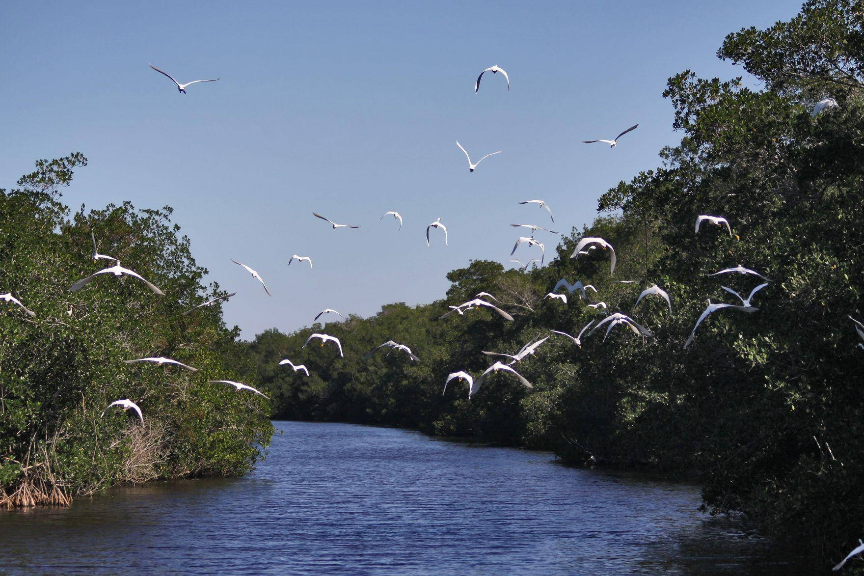 flocks of birds, Everglades National Park, calm river, HD Desktop Wallpaper
