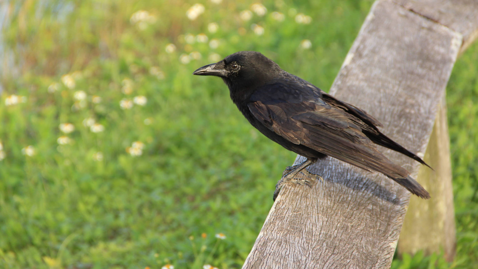 perched raven, Everglades National Park, glossy black, Full HD Desktop Wallpaper