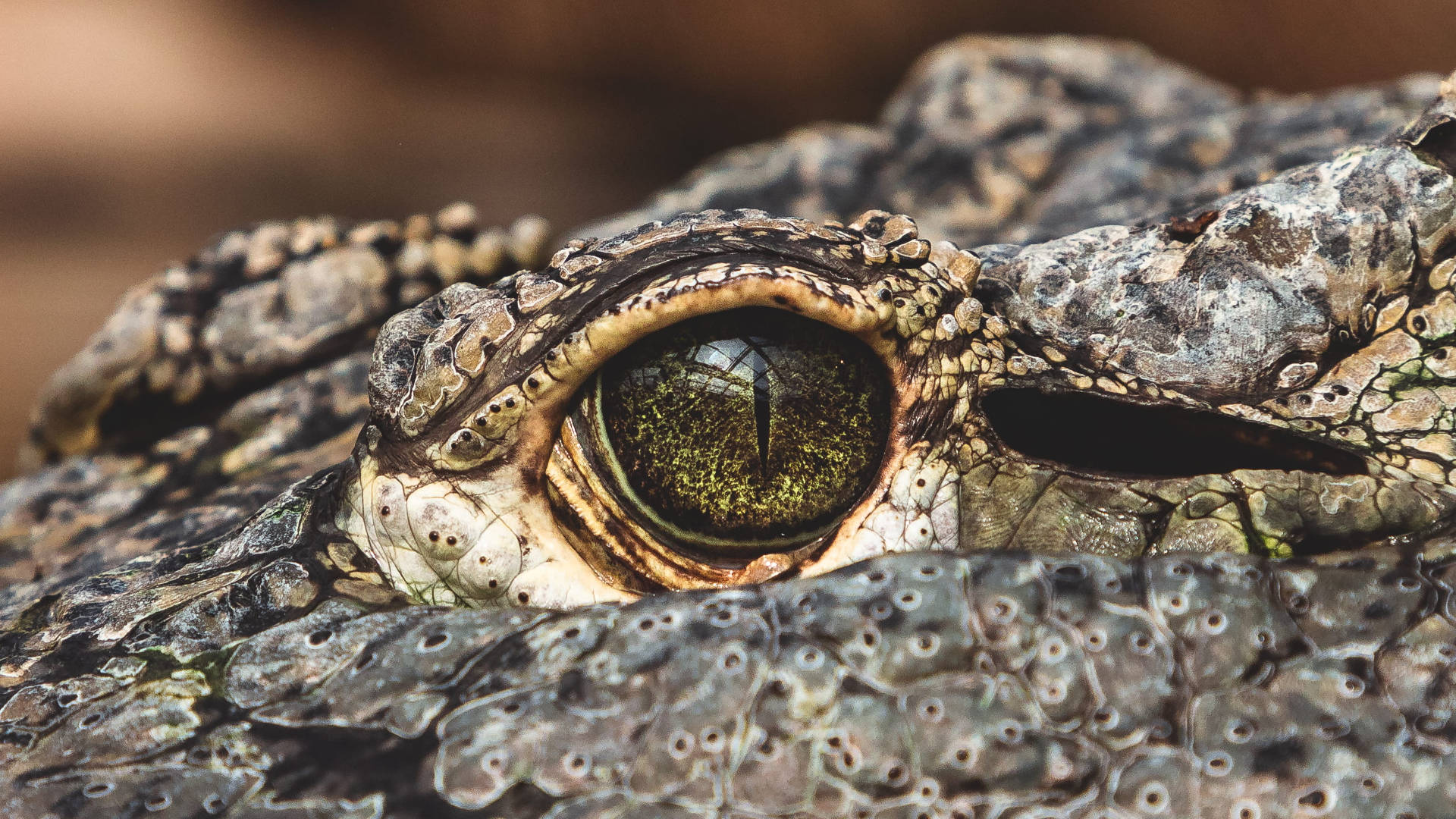 crocodile eyes, Everglades National Park, green, Full HD Desktop Wallpaper