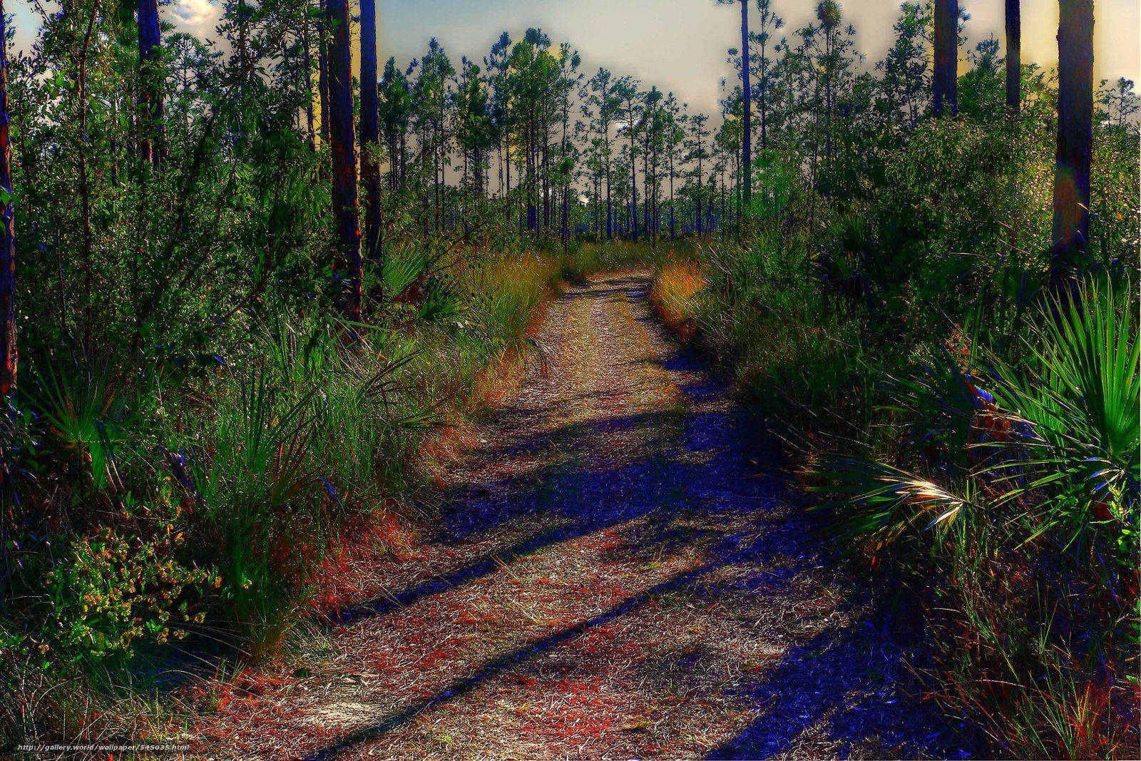 Everglades National Park, dirt path, pine forest, HD Desktop Wallpaper