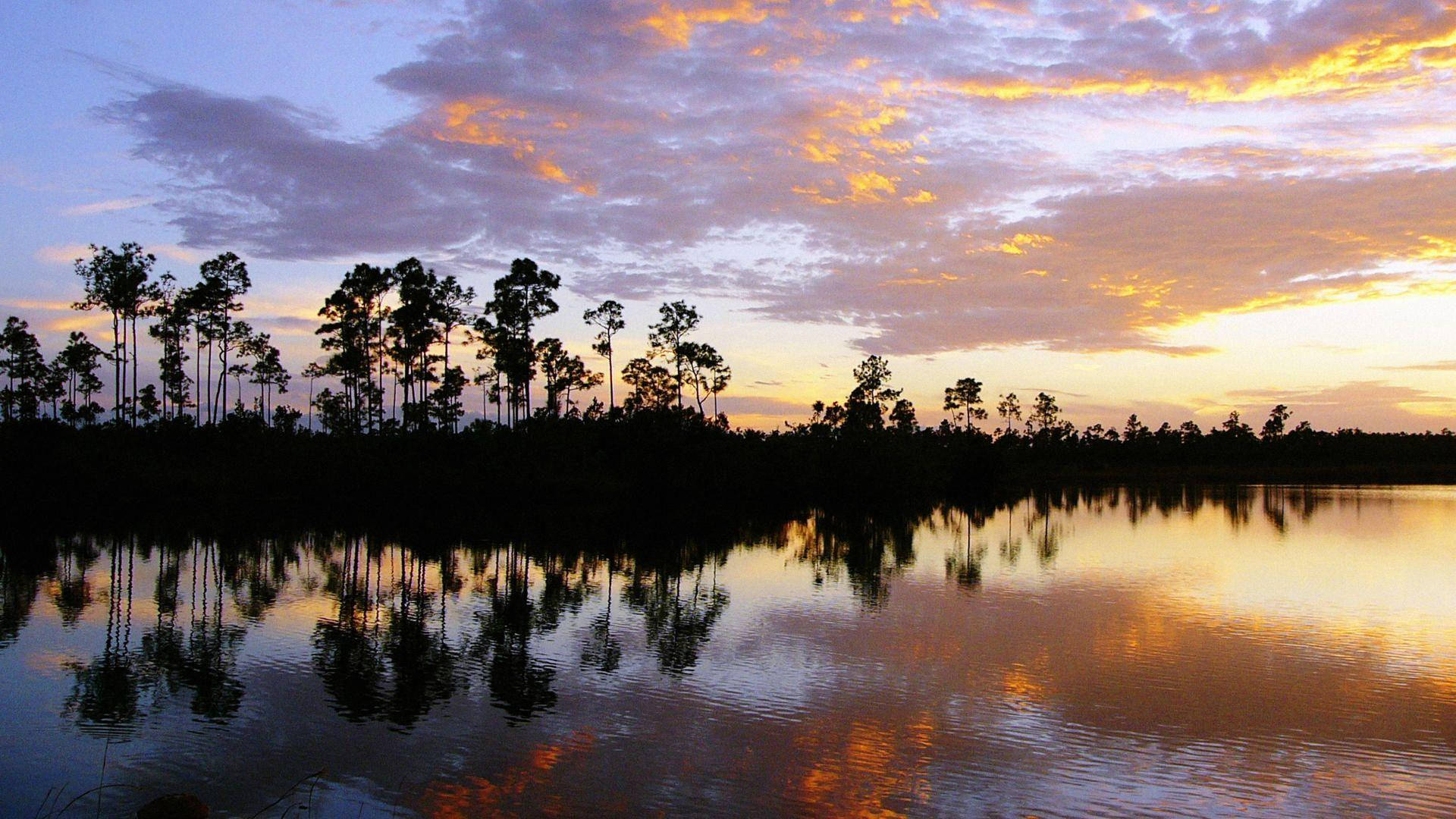 Everglades National Park, pine trees, calm water, Full HD Desktop Wallpaper