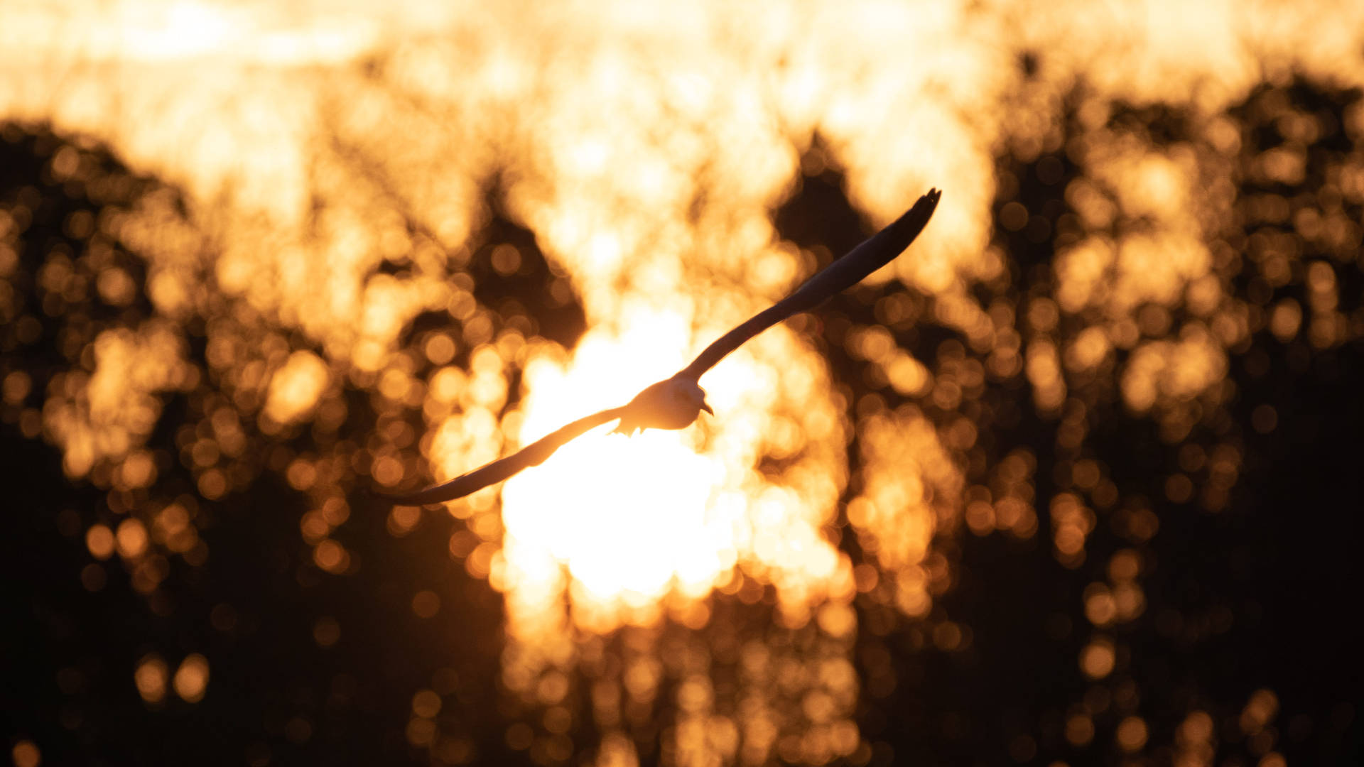 bird silhouette, Everglades National Park, golden sunset, Full HD Desktop Wallpaper