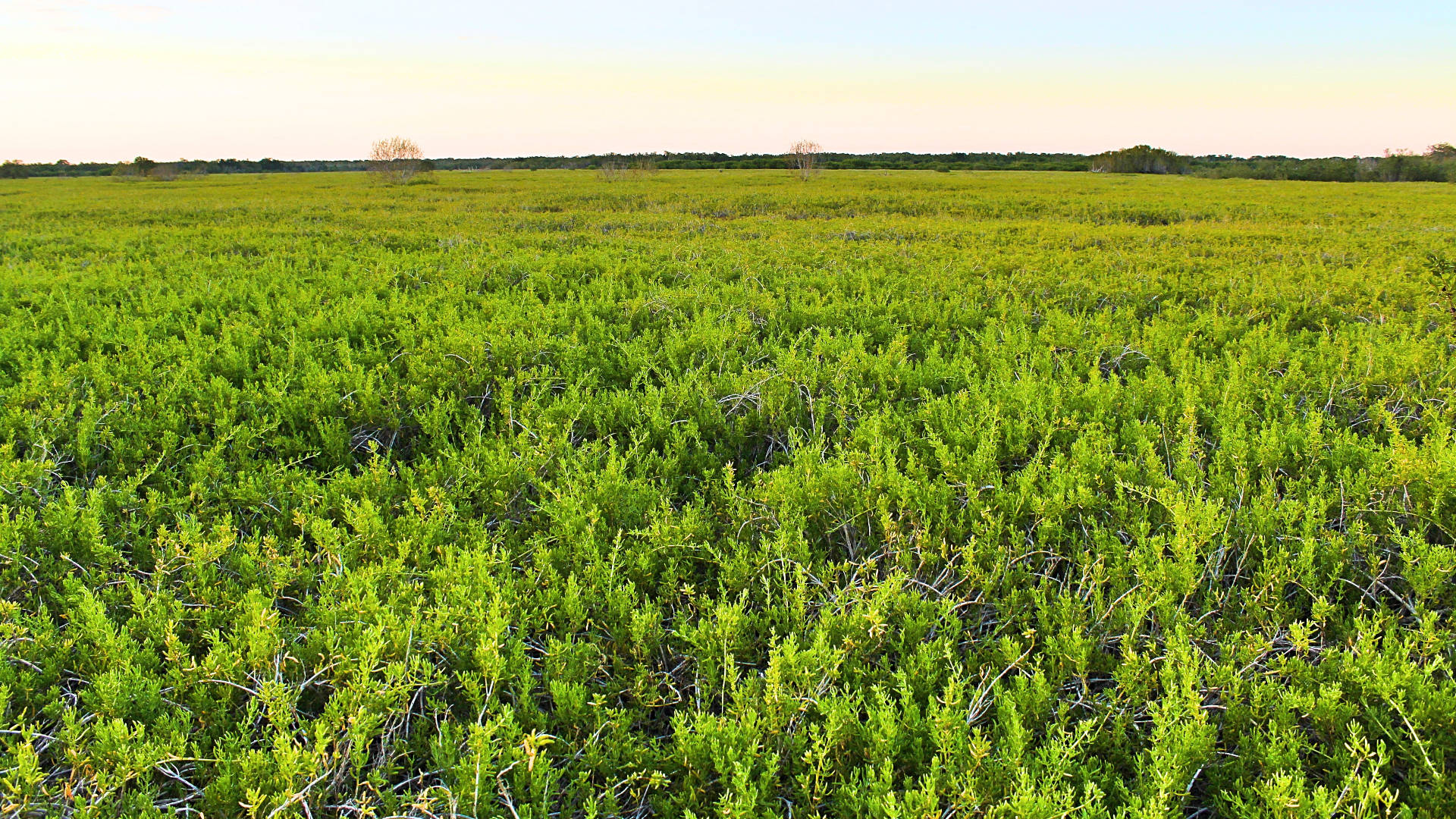 Everglades National Park, vibrant green shrubs, distant treeline, Full HD Desktop Wallpaper