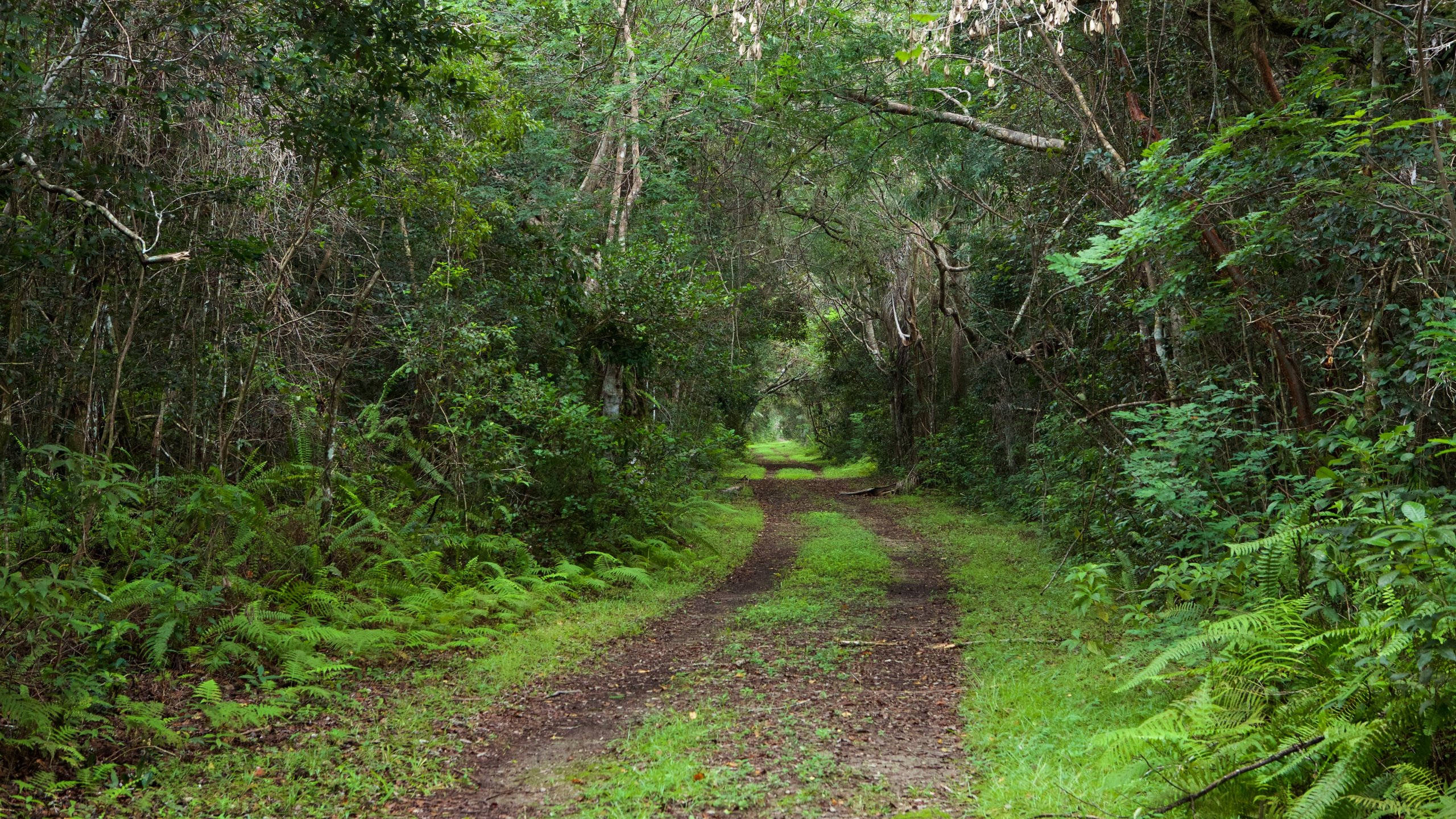 Everglades National Park, dirt path, lush green forest canopy, 2K Desktop Wallpaper