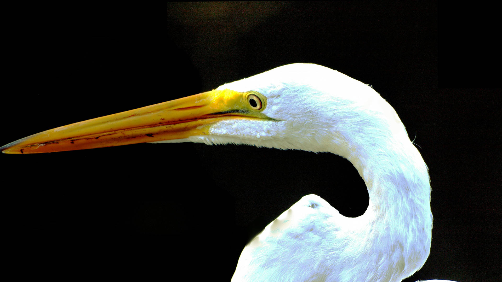eastern great egret, Everglades National Park, white egret, Full HD Desktop Wallpaper