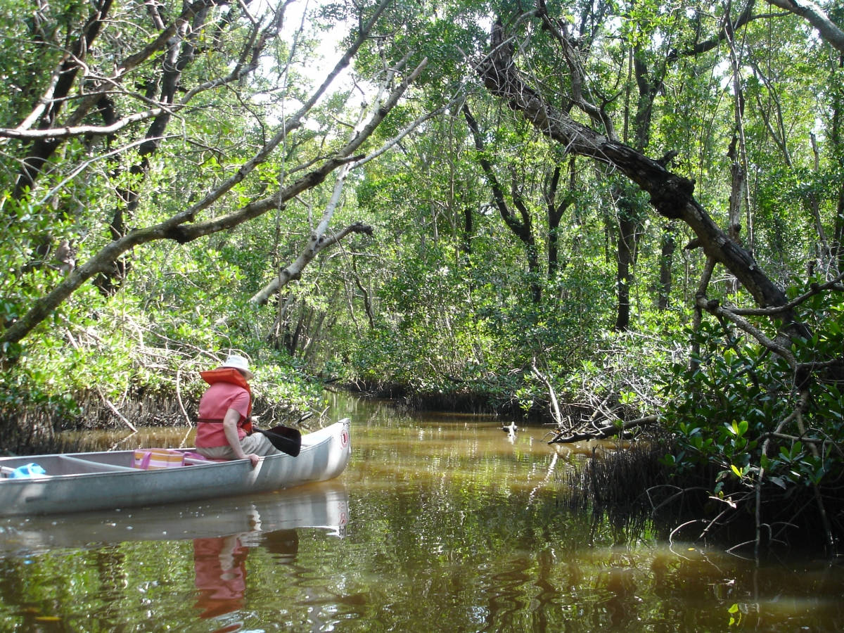 Everglades National Park, canoe, mangrove forest, SD Desktop Wallpaper