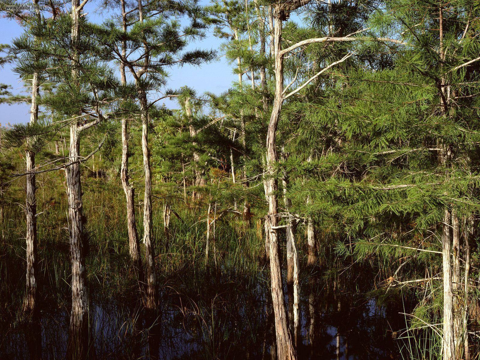 Pine Trees, Everglades National Park, dark water, HD Desktop Wallpaper