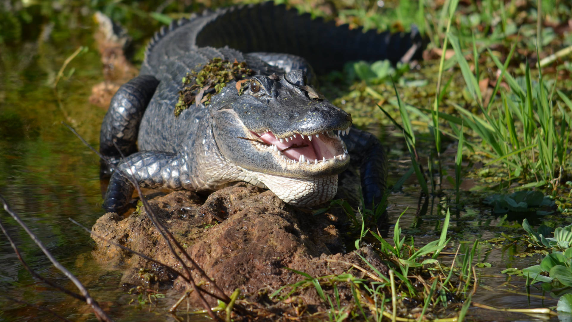 alligator, wetland, Everglades National Park, Full HD Desktop Wallpaper