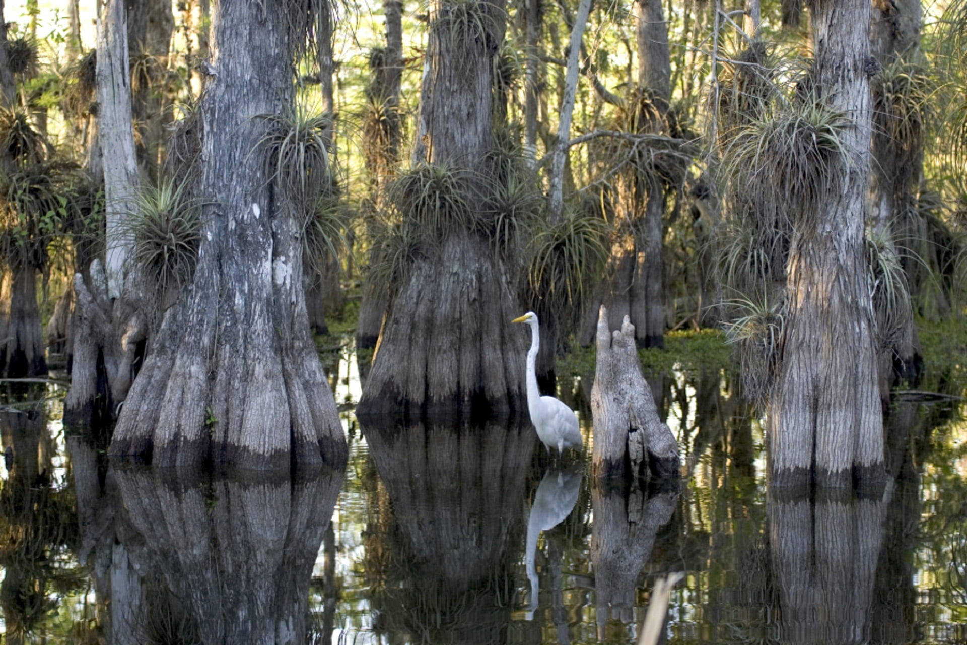 egret, swamp, Everglades National Park, Full HD Desktop Wallpaper