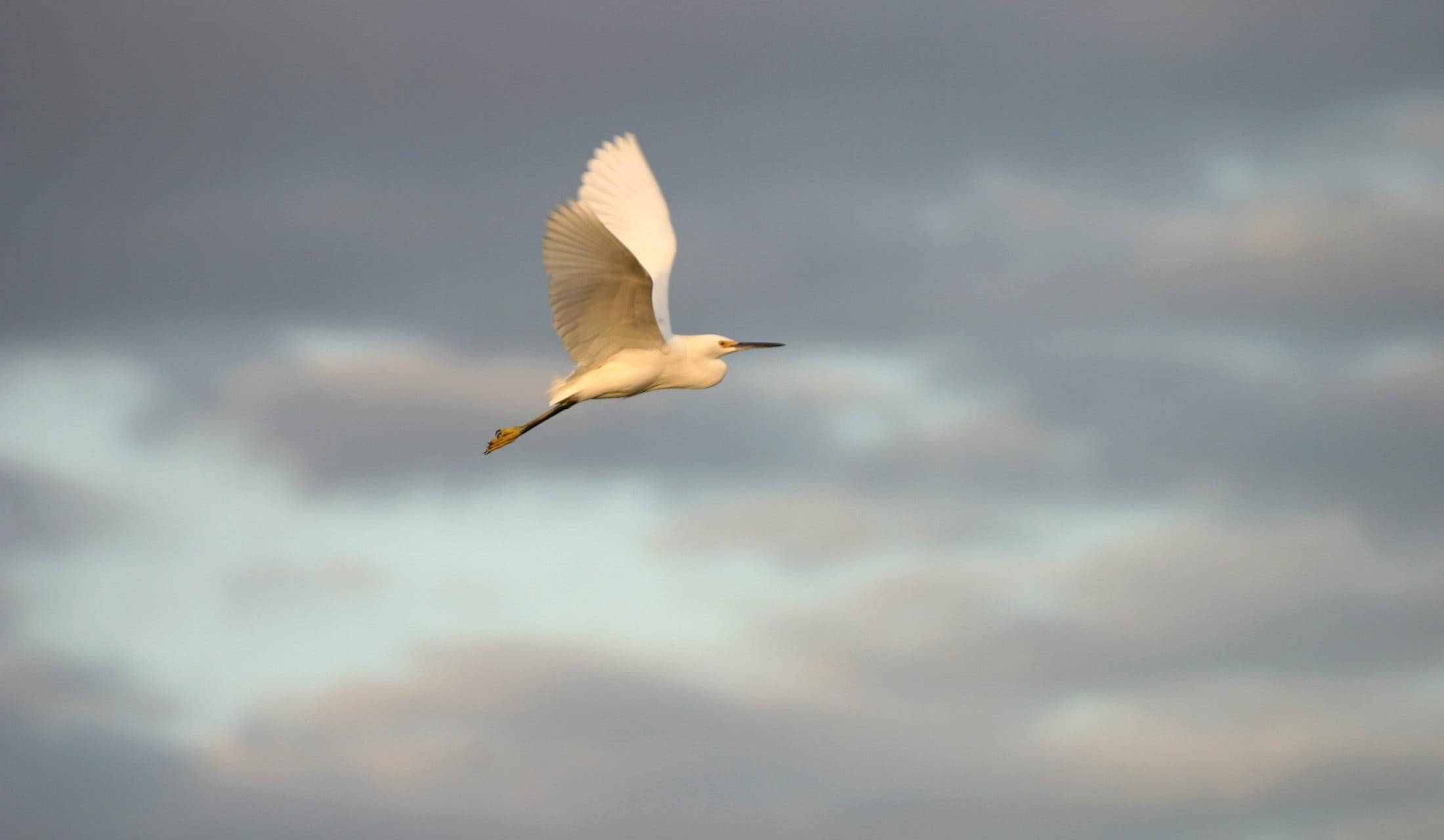 egret, Everglades National Park, soft gray and blue cloudy sky, Full HD Desktop Wallpaper