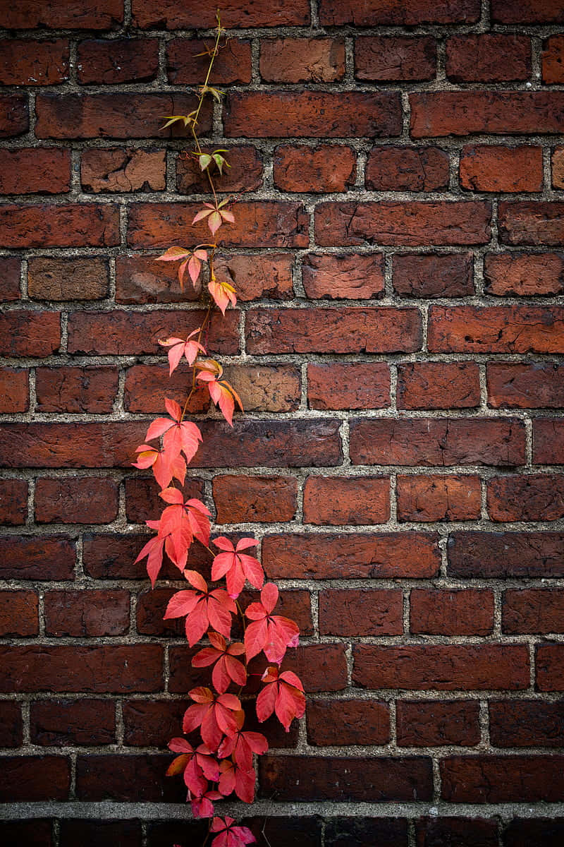 autumn ivyon brick wall, vibrant red autumn ivy, weathered brick wall, SD Phone Wallpaper