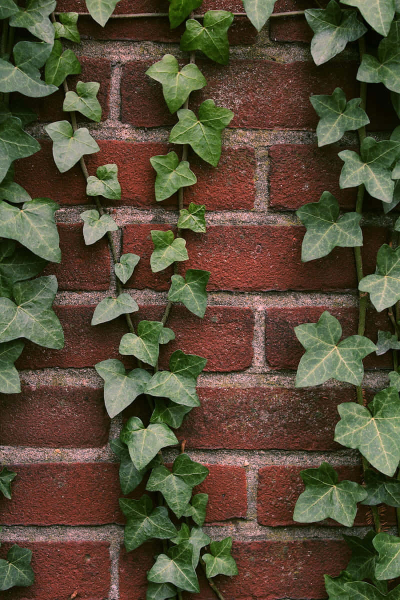 ivy covered brick wall, lush green ivy vines, textured red brick wall, SD Phone Wallpaper