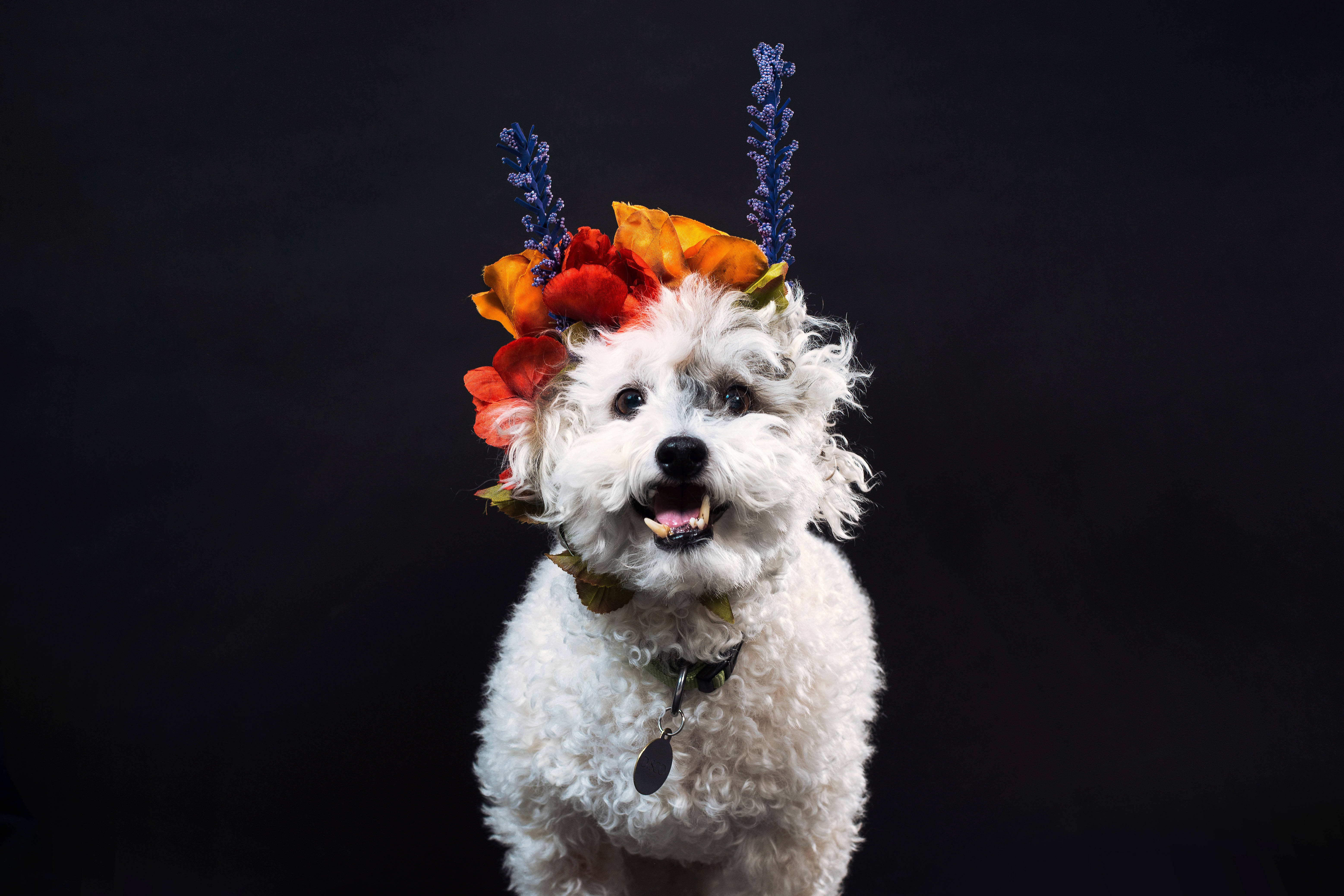 fluffy white dog, vibrant autumnal floral crown, stark black background, 5K Desktop Wallpaper