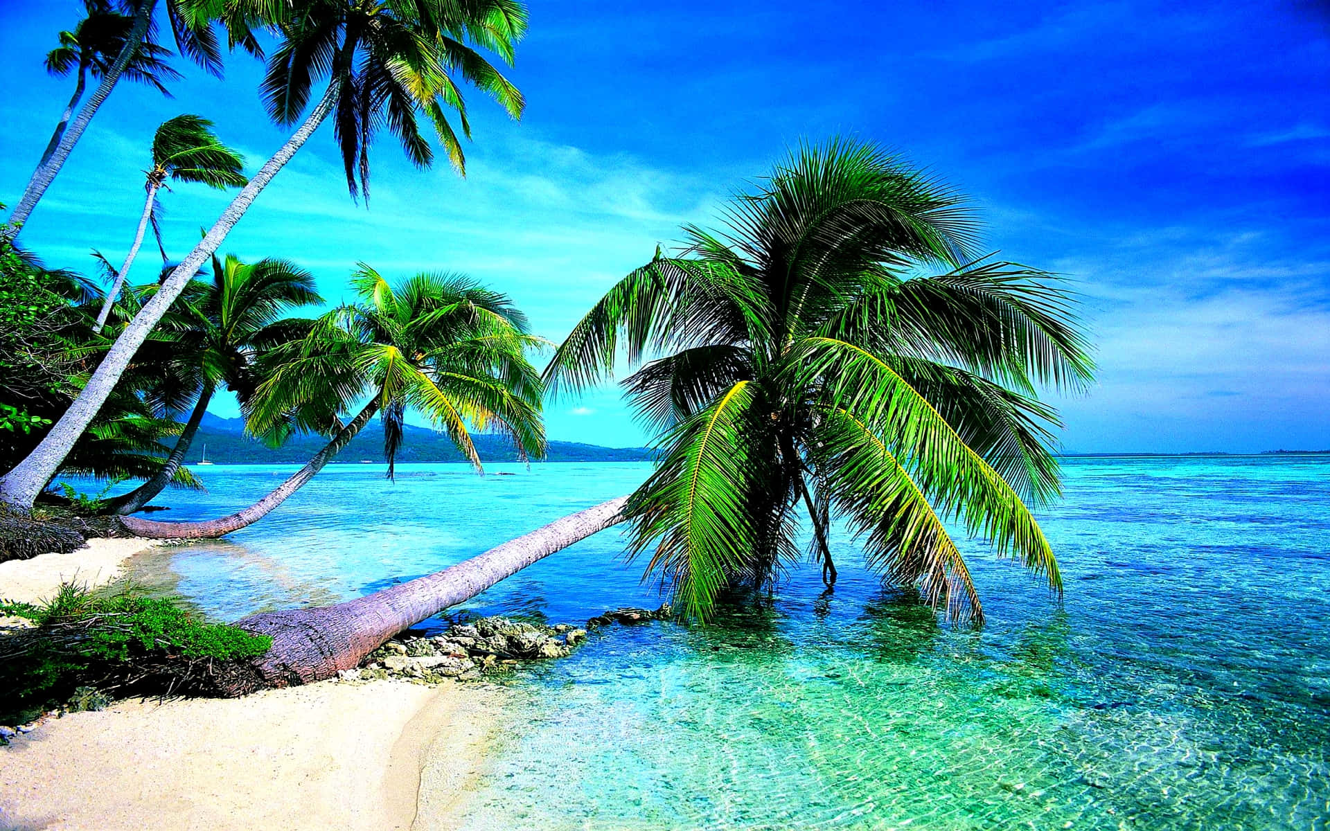 Exotic, palm trees, tropical paradise, Full HD Desktop Wallpaper