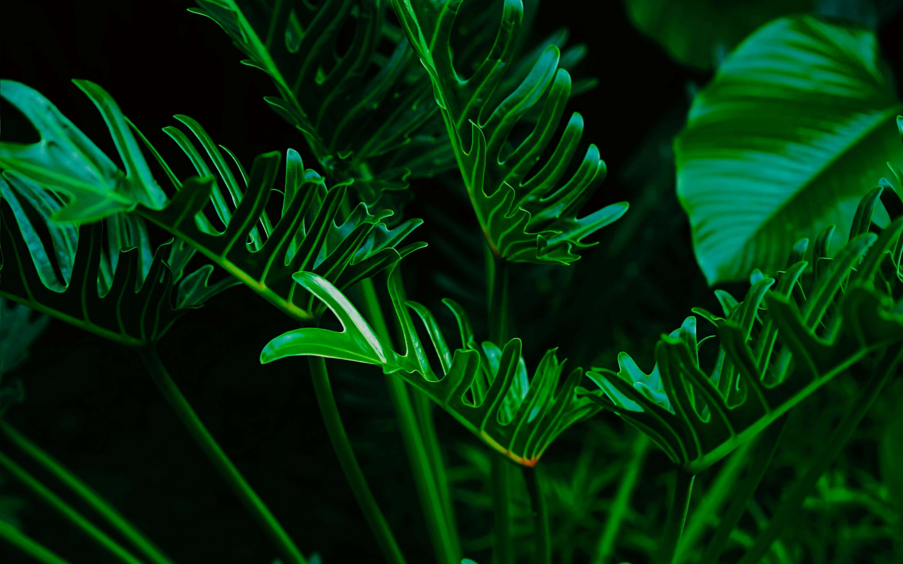 Exotic, green leaves, monstera leaves, 4K Desktop Wallpaper
