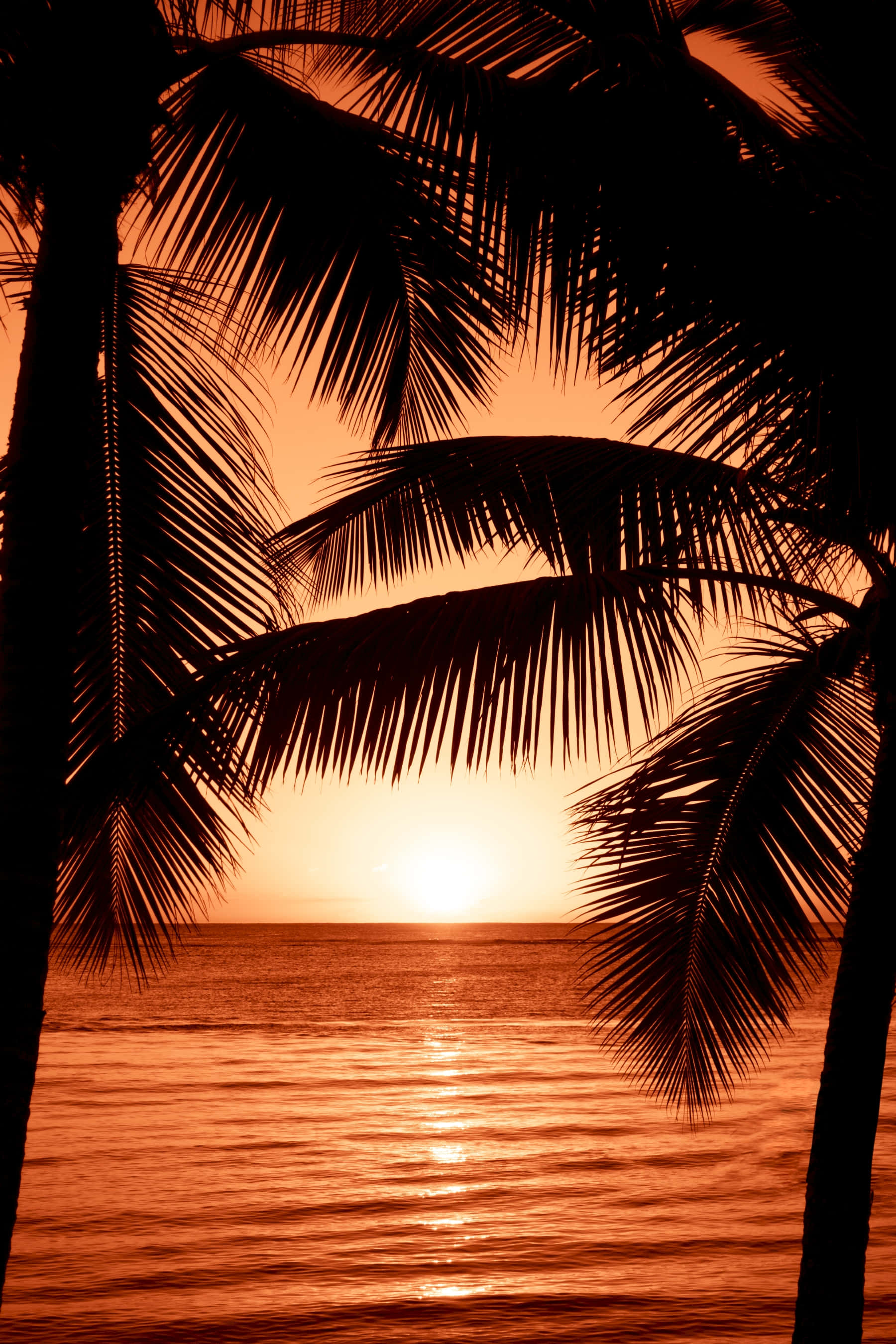 palm tree, sunset, calm ocean waters, 2K Phone Wallpaper
