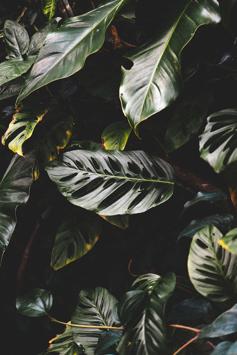 Exotic, dark leaves, monstera leaves, SD Phone Wallpaper