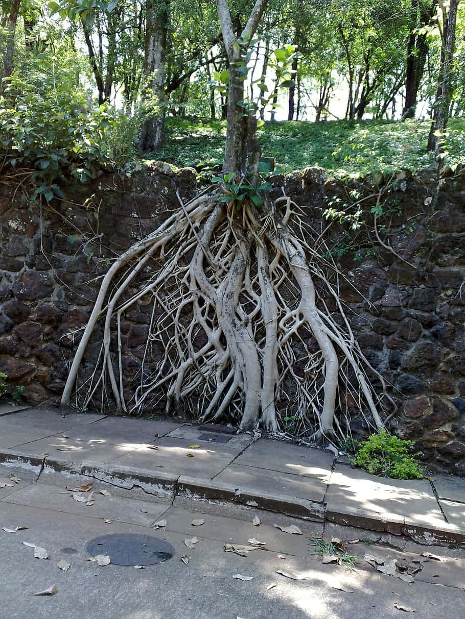 Exposed Roots, tree, exposed intricate roots, SD Phone Wallpaper