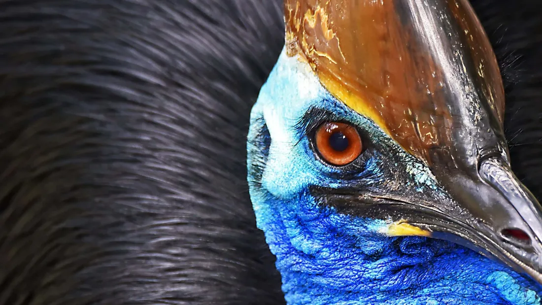 Eye Closeup