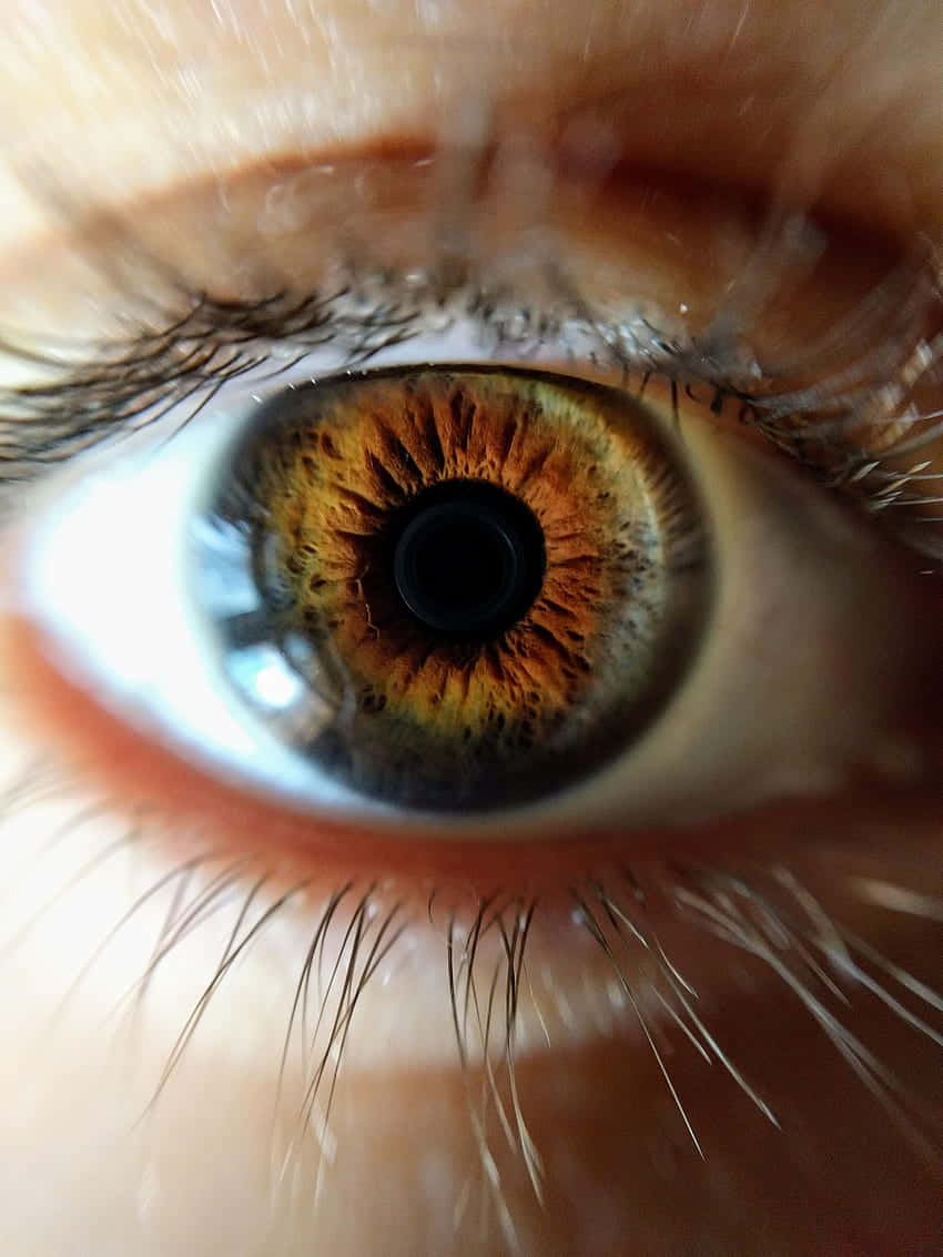 bright hazel eye, human eye, golden brown iris patterns, SD Phone Wallpaper