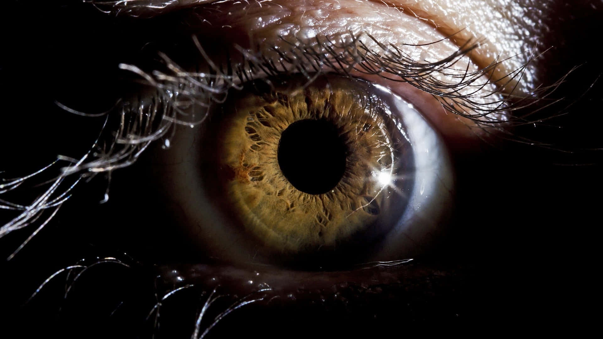 brown eye, golden-brown iris, glistening moisture, Full HD Desktop Wallpaper