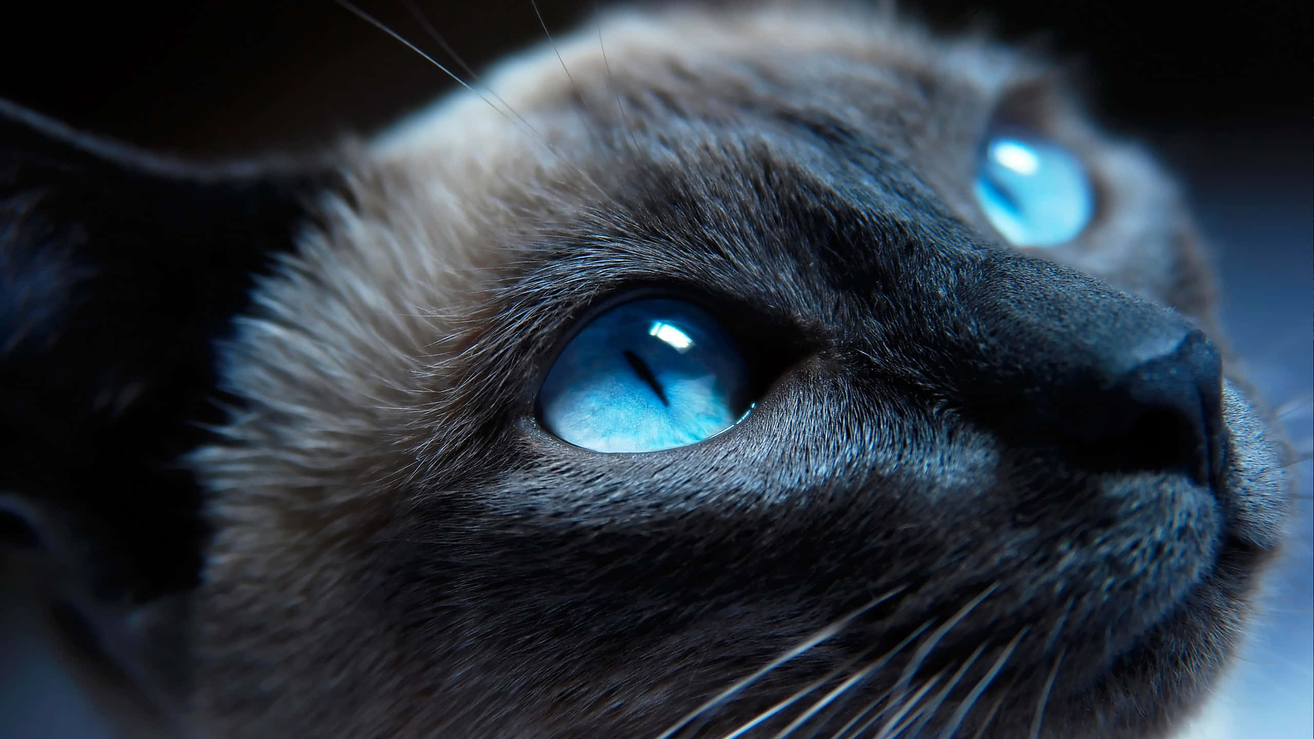 Siamese cat, piercing blue eyes, soft fur, 2K Desktop Wallpaper