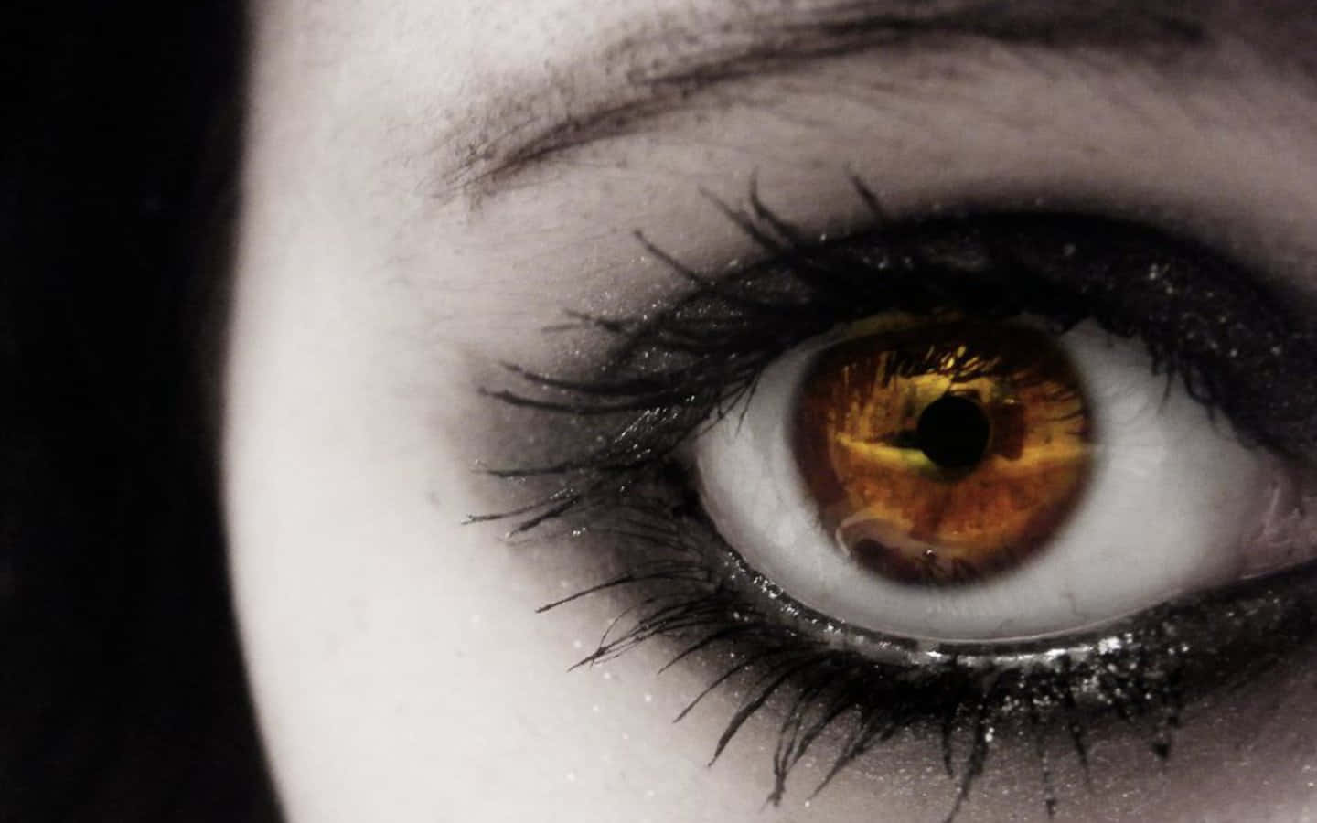 brown eye, shiny black liner, golden iris, HD Desktop Wallpaper