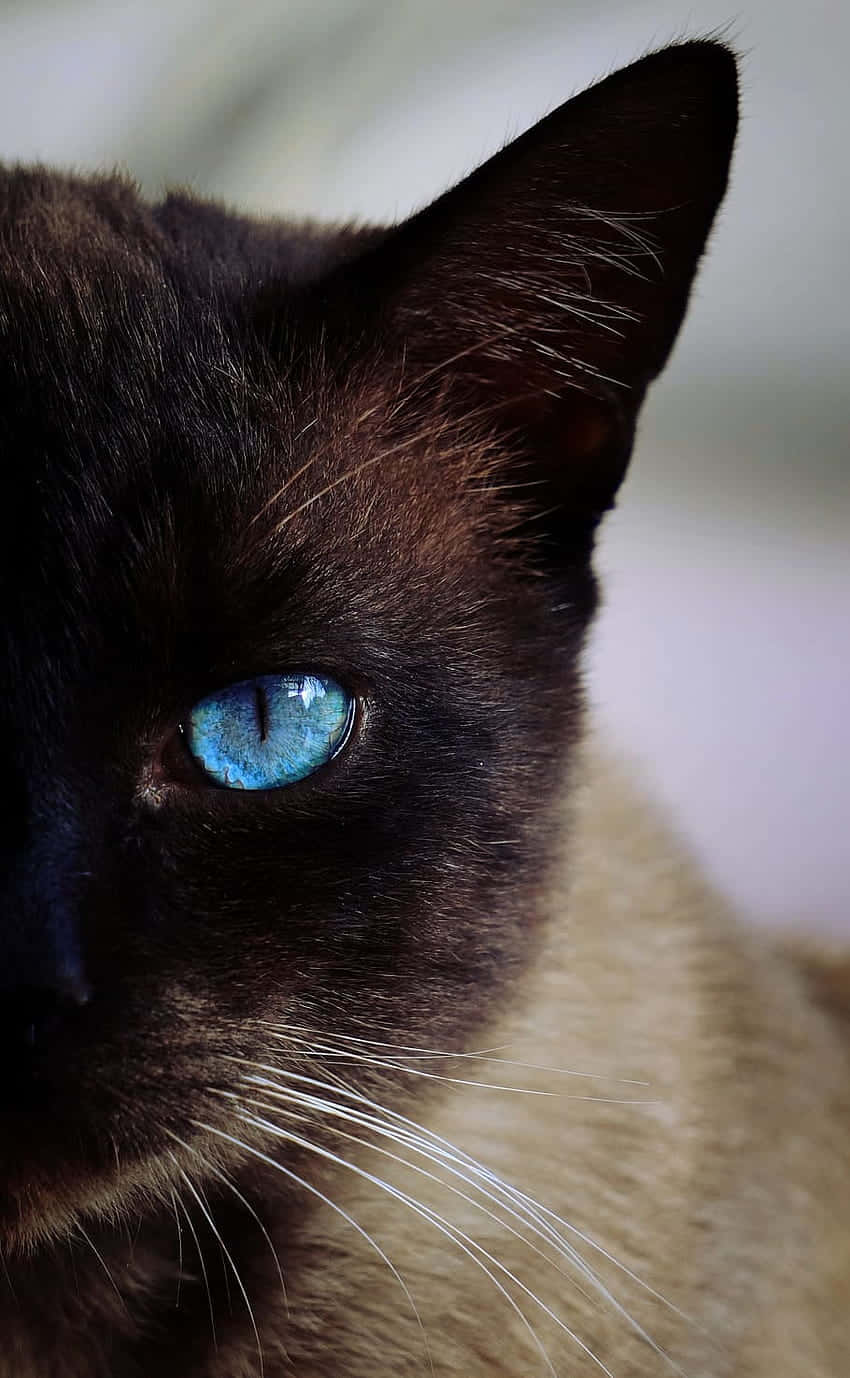 Siamese cat, blue eye, dark fur, HD Phone Wallpaper