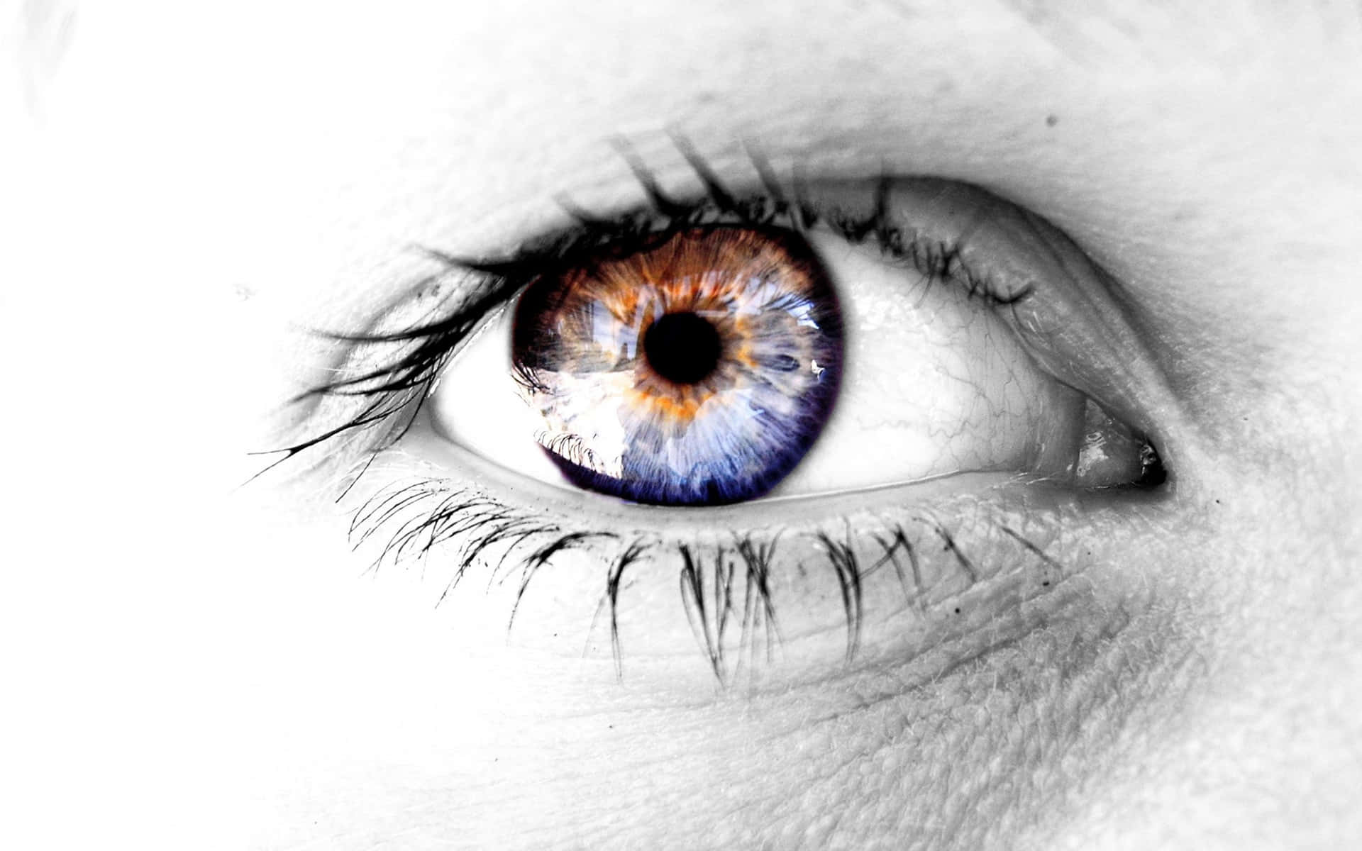 blue iris, brown iris, monochrome skin background, Full HD Desktop Wallpaper