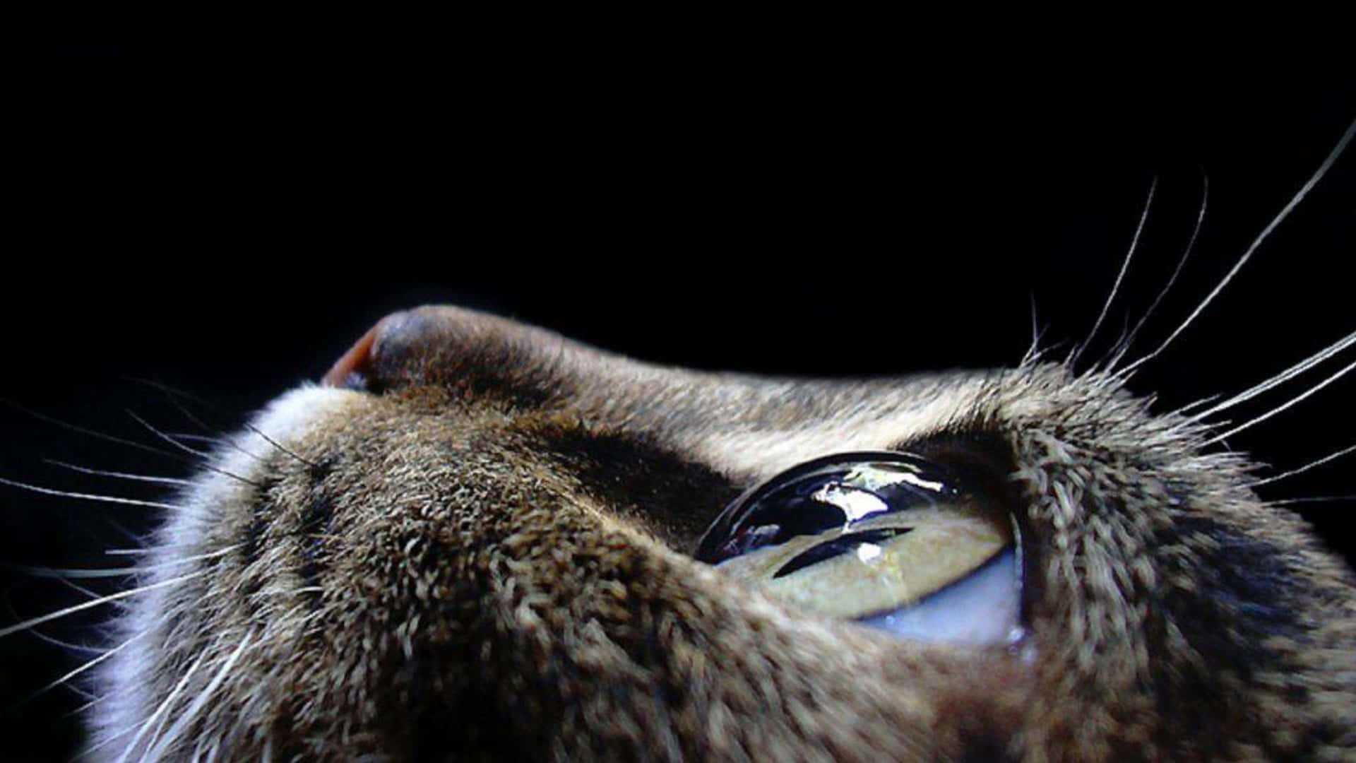 tabby cat, single tear, glistening, Full HD Desktop Wallpaper