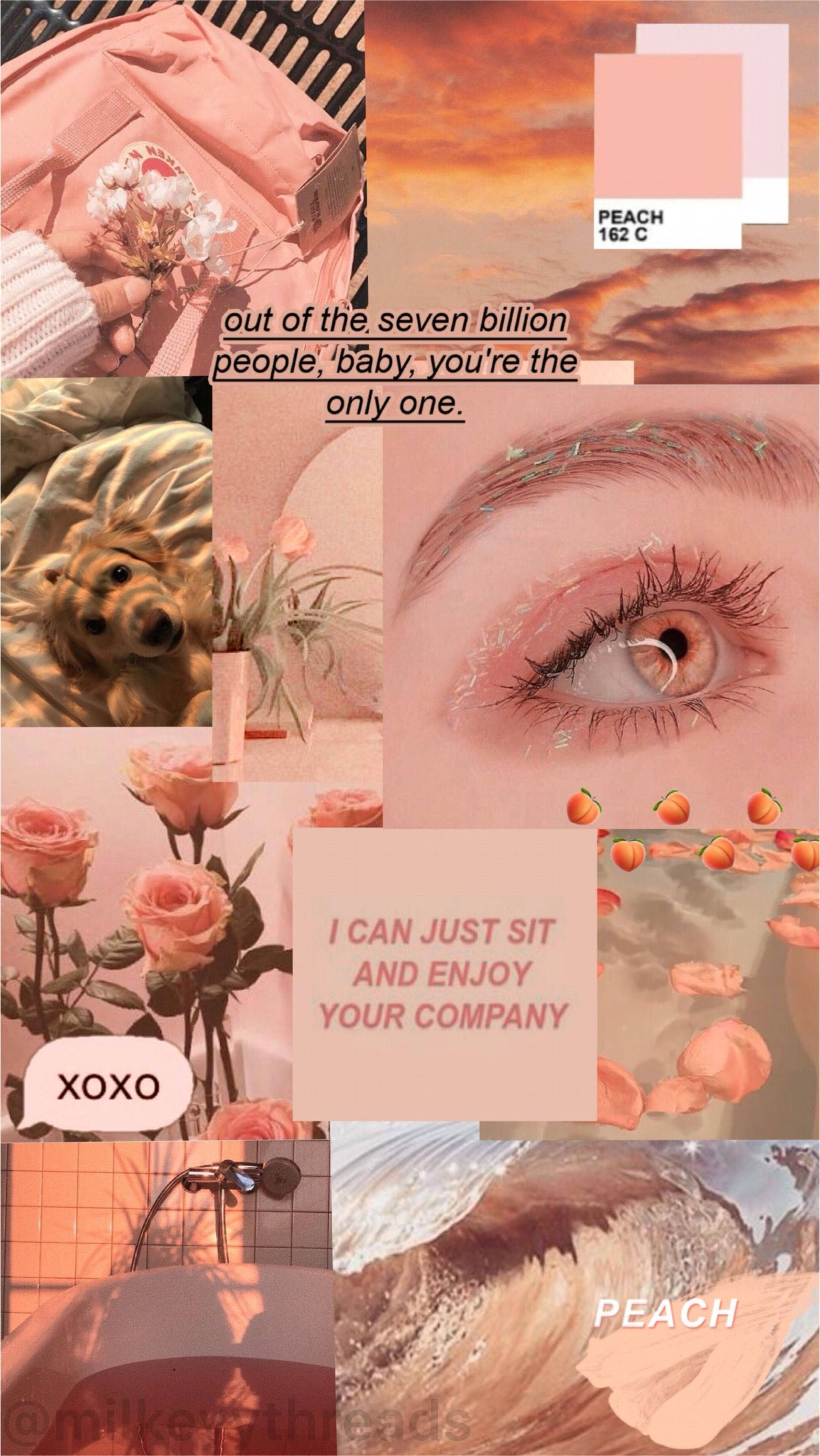 peach aesthetic, roses, dog, 2K Phone Wallpaper