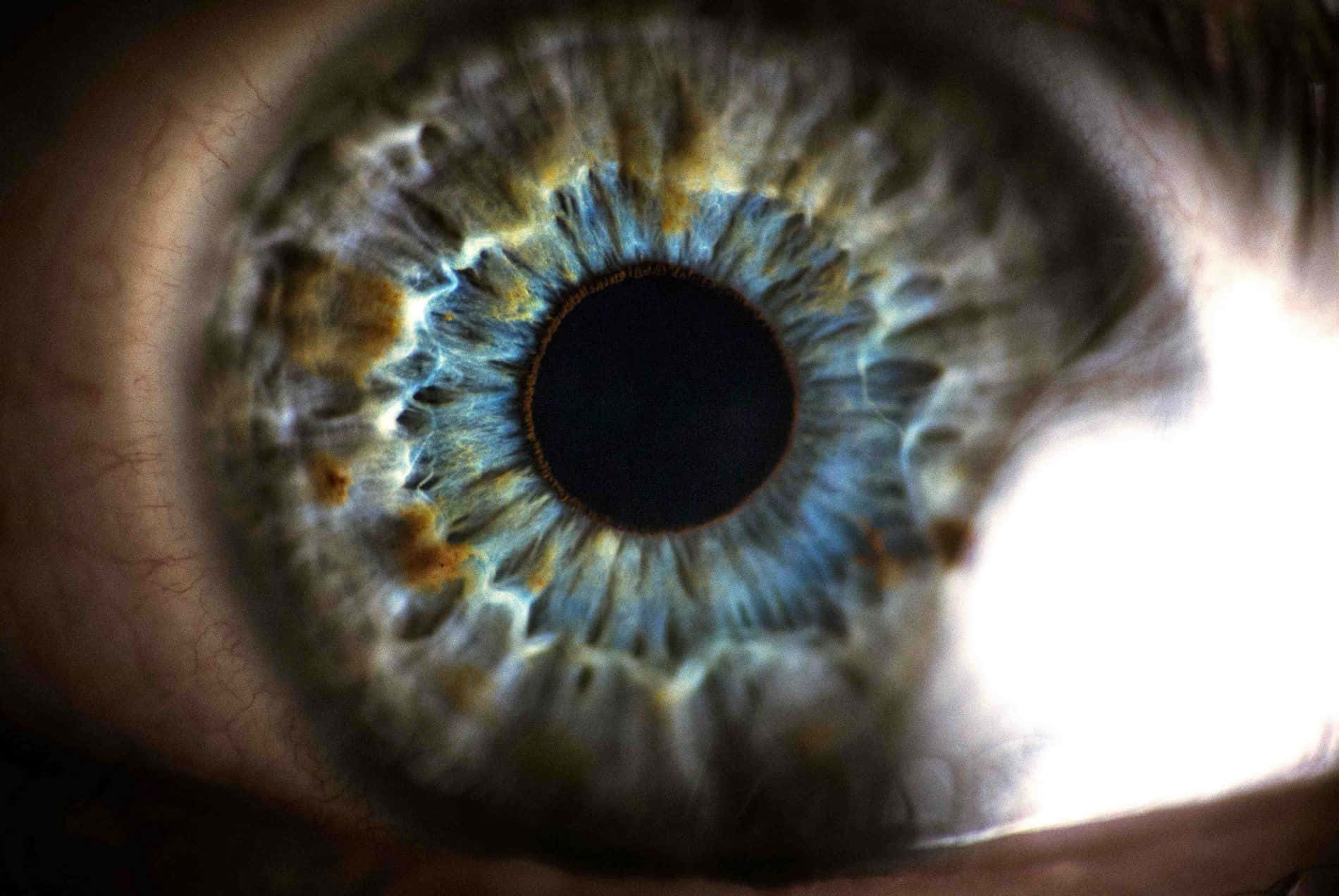 human eye, blue green iris, gold iris, HD Desktop Wallpaper