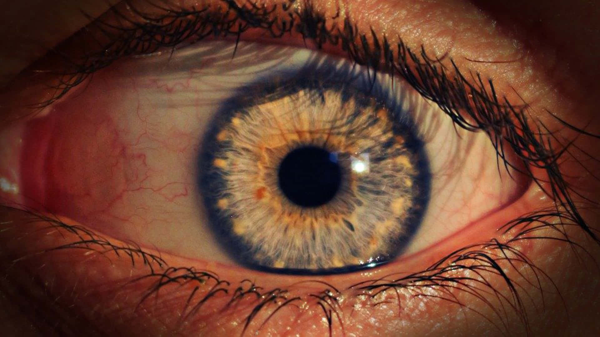human eye, blue ring, iris patterns, Full HD Desktop Wallpaper
