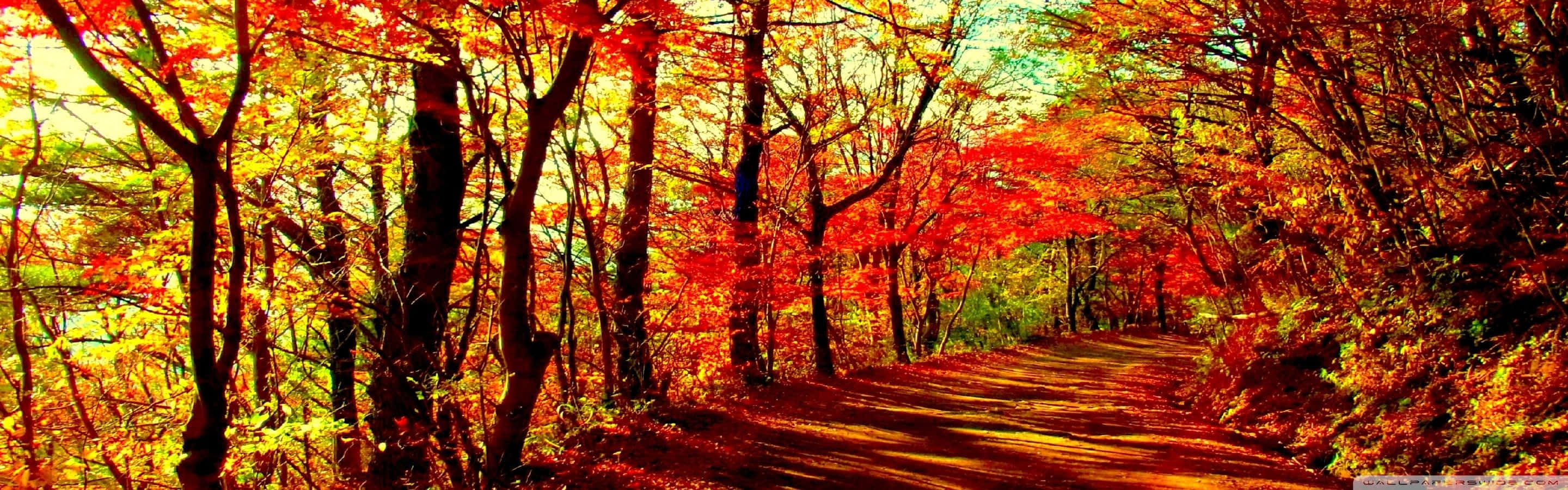 Eyefinity, winding forest path, golden sunlight, 2K Desktop Wallpaper