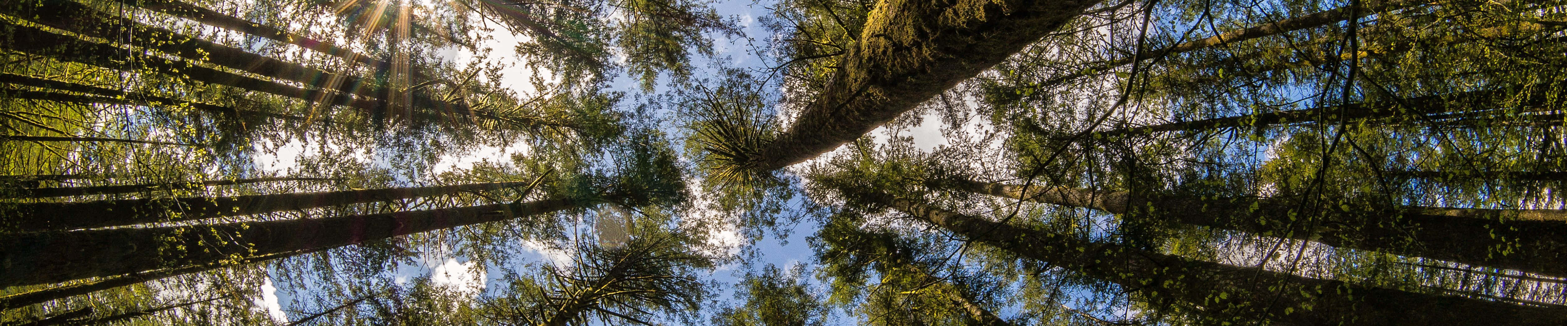 Eyefinity, forest canopy, sunlight, 4K Desktop Wallpaper