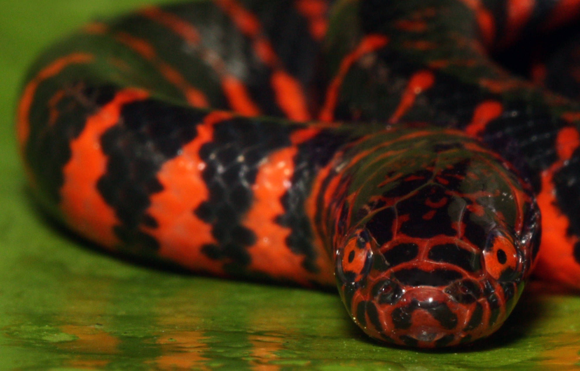 mud snake, blood red eyes, black and orange snake, Full HD Desktop Wallpaper