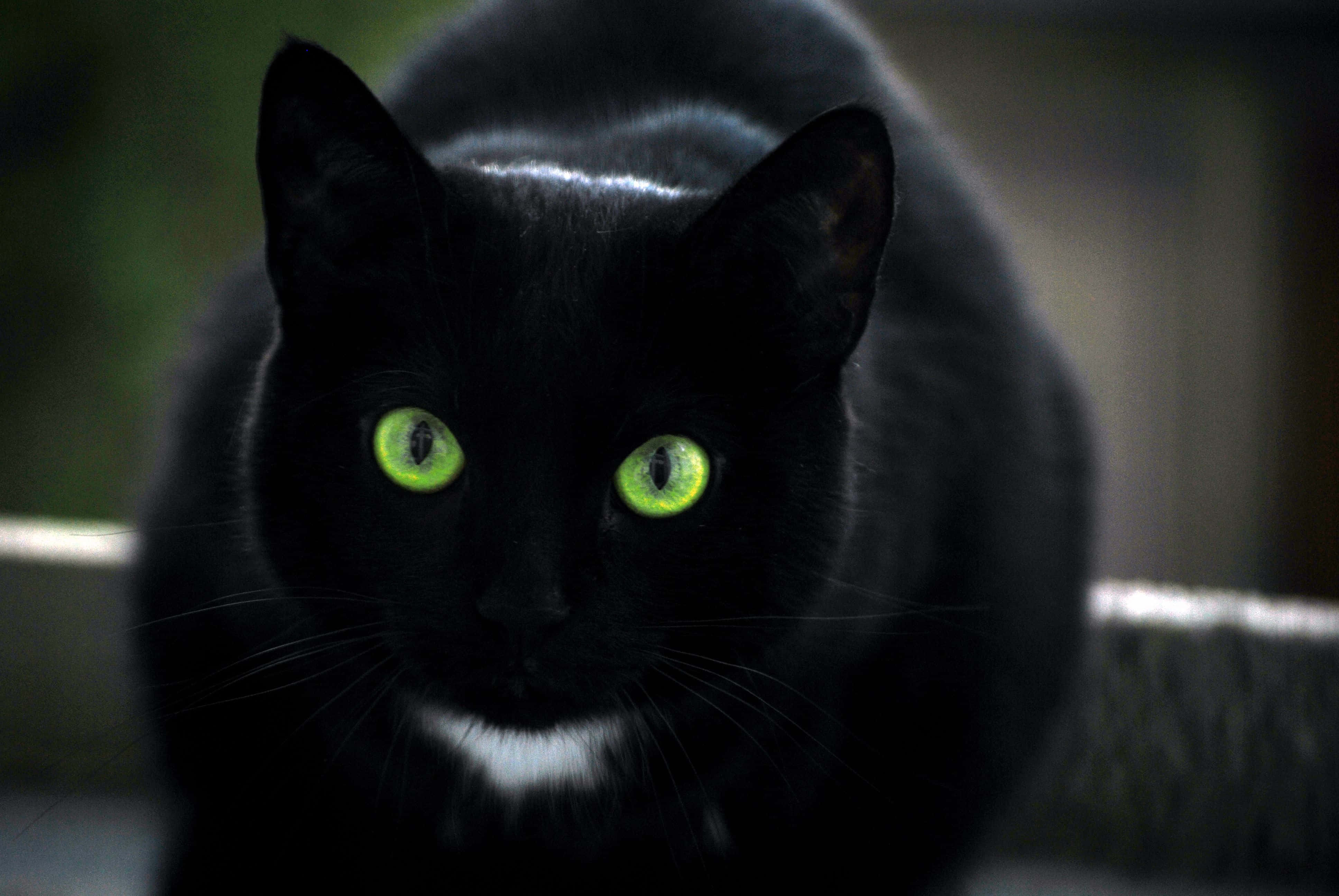 black cat, green eyes, glowing green eyes, 4K Desktop Wallpaper