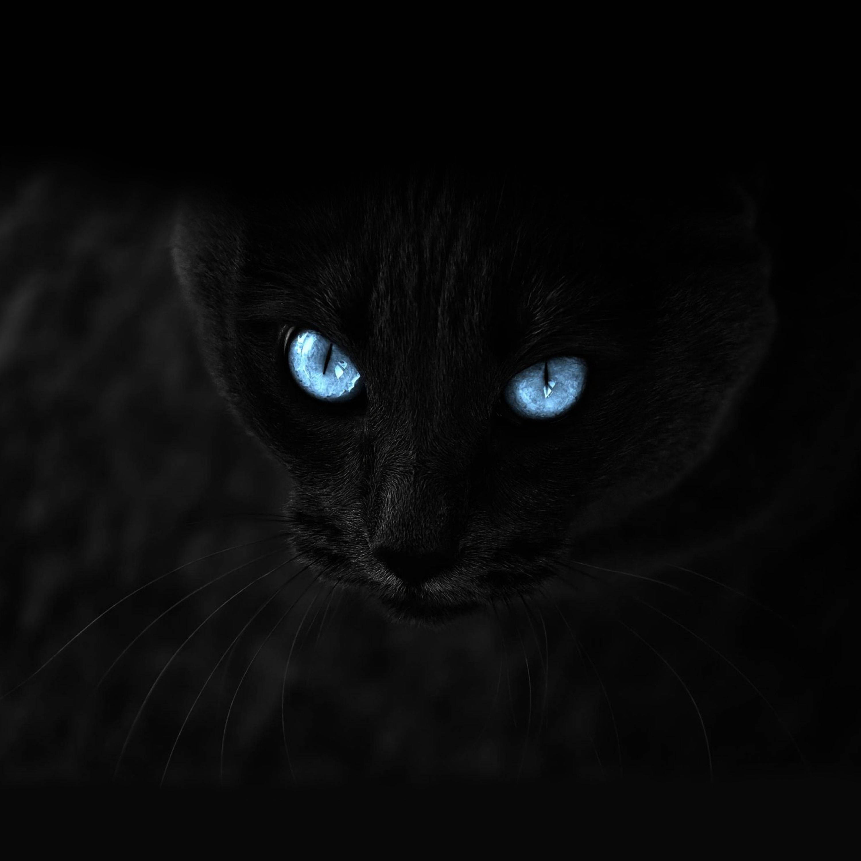 Fierce Cat Eyes Screen Saver, black cat, glowing blue eyes, 2K Desktop Wallpaper