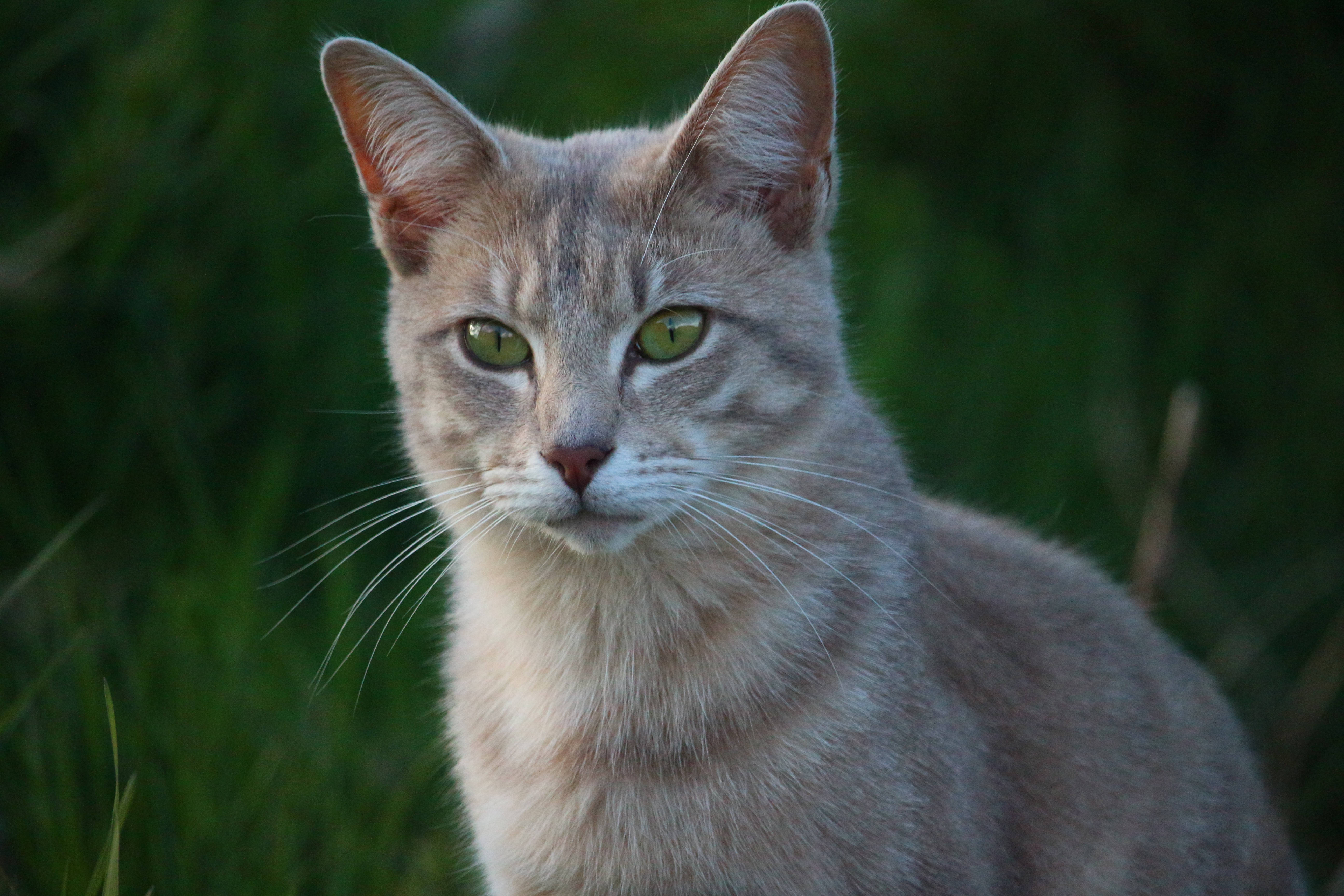 gray tabby cat, striking green eyes, blurred green grass background, 5K Desktop Wallpaper