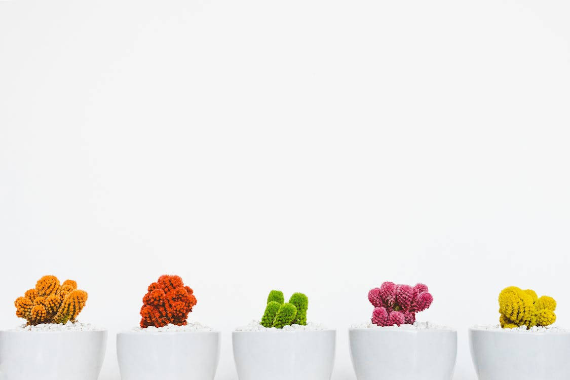 five assorted cacti, white pots, minimalist white surface, SD Desktop Wallpaper