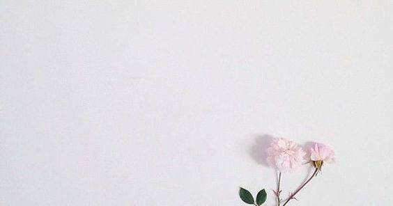 light pink roses, minimalist white background, delicate pink flowers, SD Desktop Wallpaper