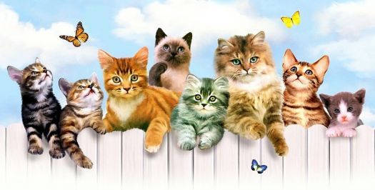 kittens, white fence, bright blue sky, SD Desktop Wallpaper