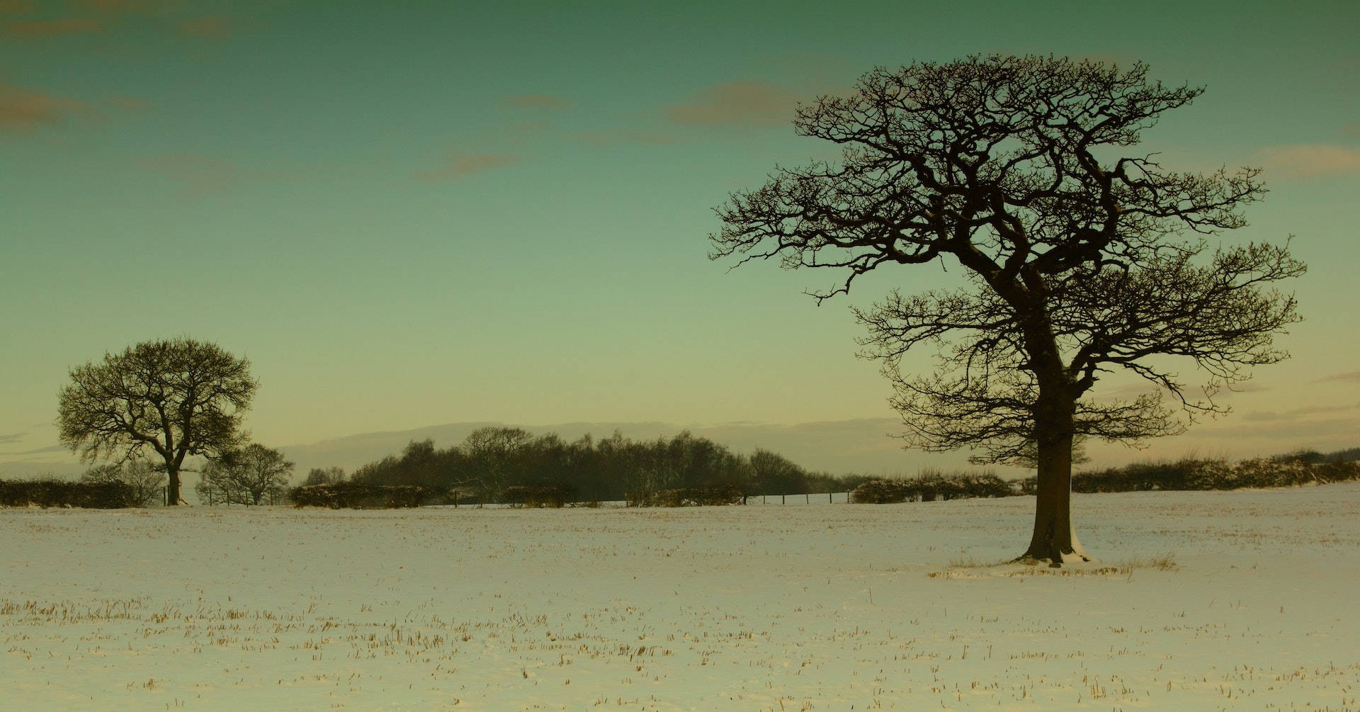 withered tree, snow-covered field, dusk, Full HD Desktop Wallpaper