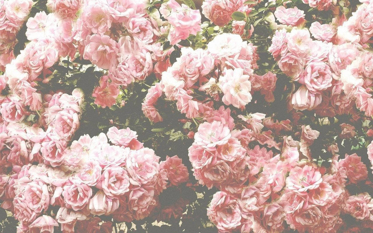 pink vintage aesthetic, soft pink roses, lush green leaves, HD Desktop Wallpaper