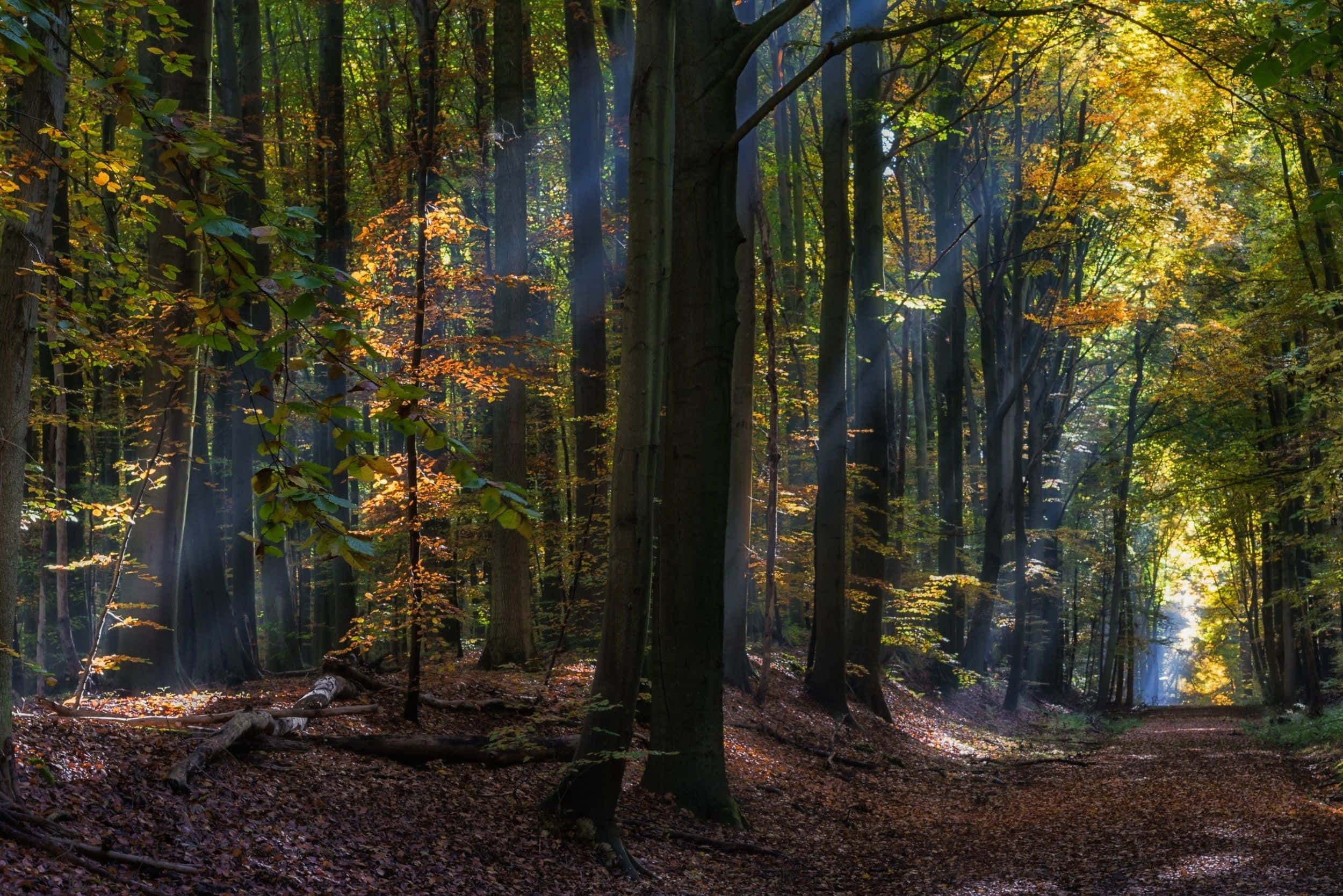 Fairy Forest, autumn trees, sunlight beams, Full HD Desktop Wallpaper