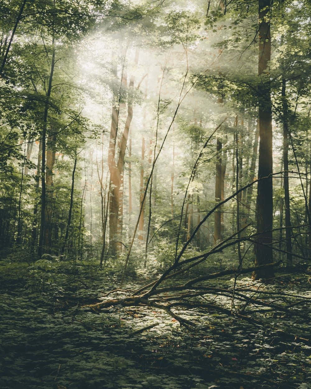 Fairy Forest, sunlight, dense green trees, SD Phone Wallpaper